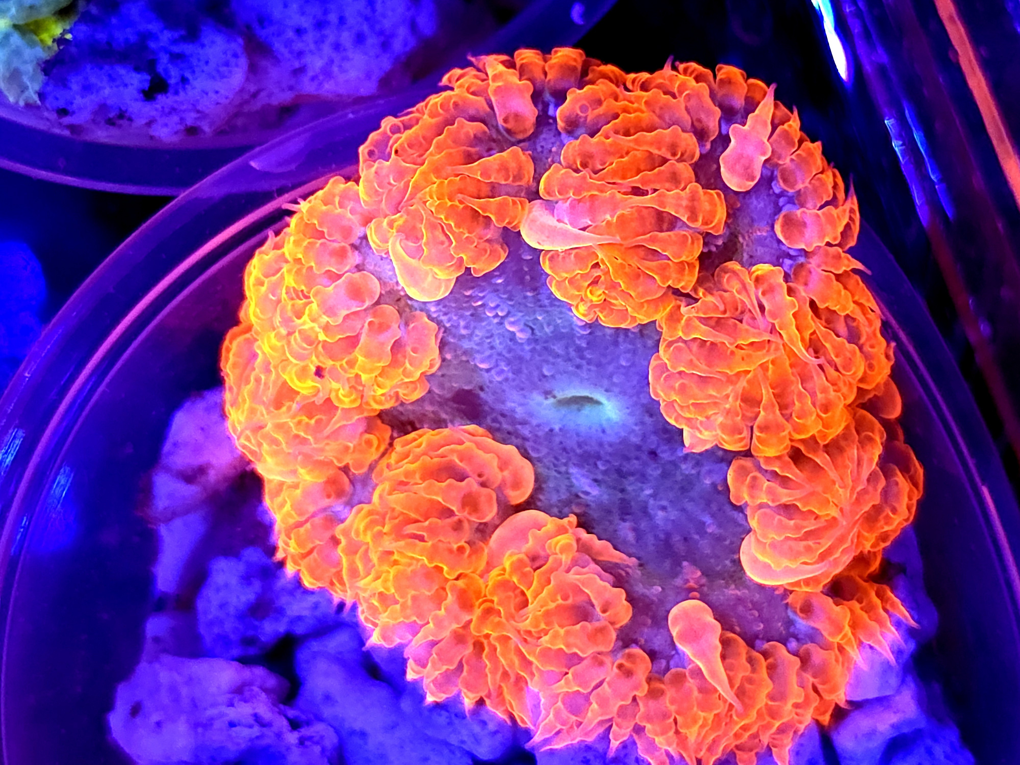 SBB " Red Skirt" Rock flower
