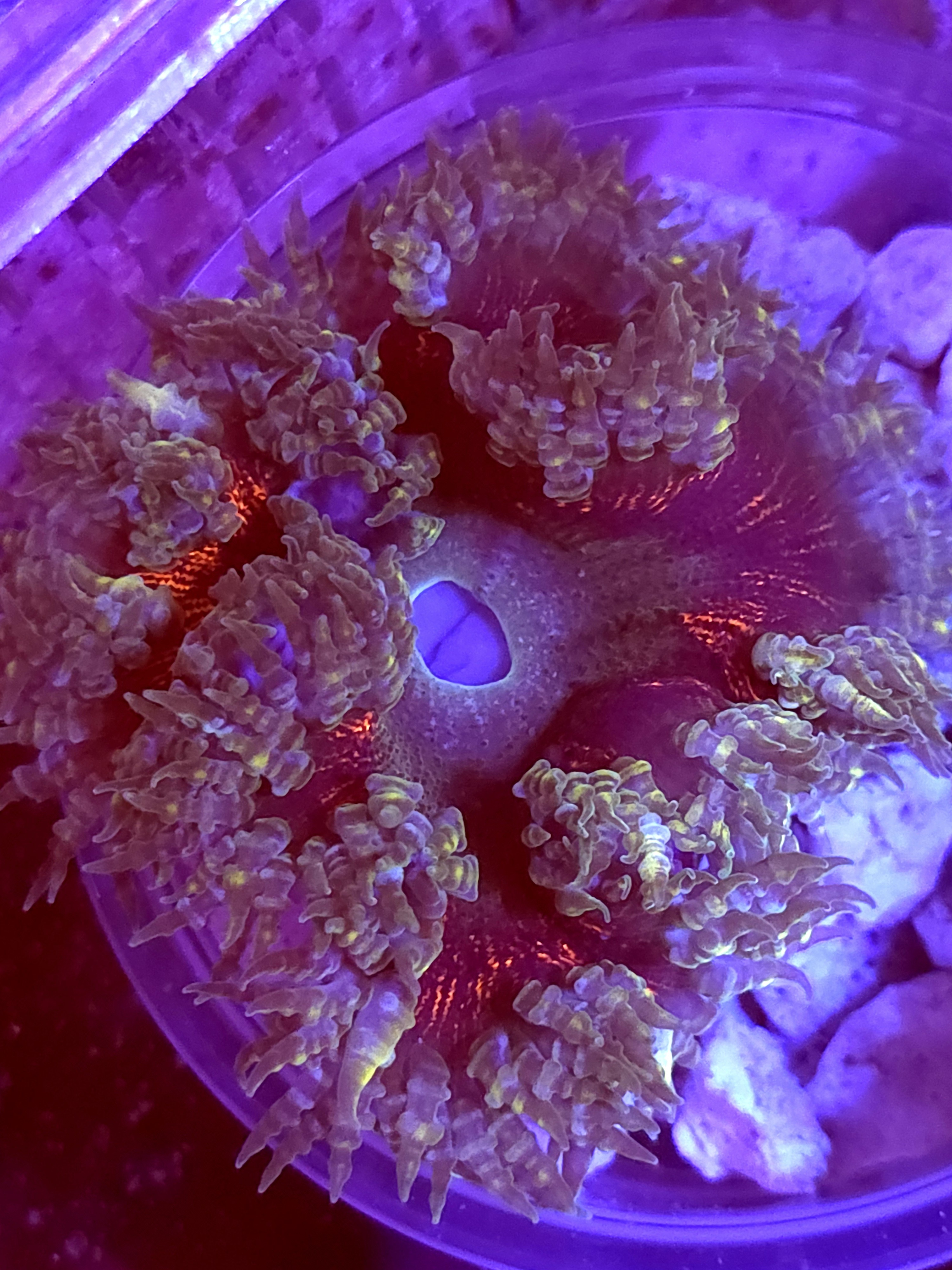 SBB Deadpool Center Rock flower