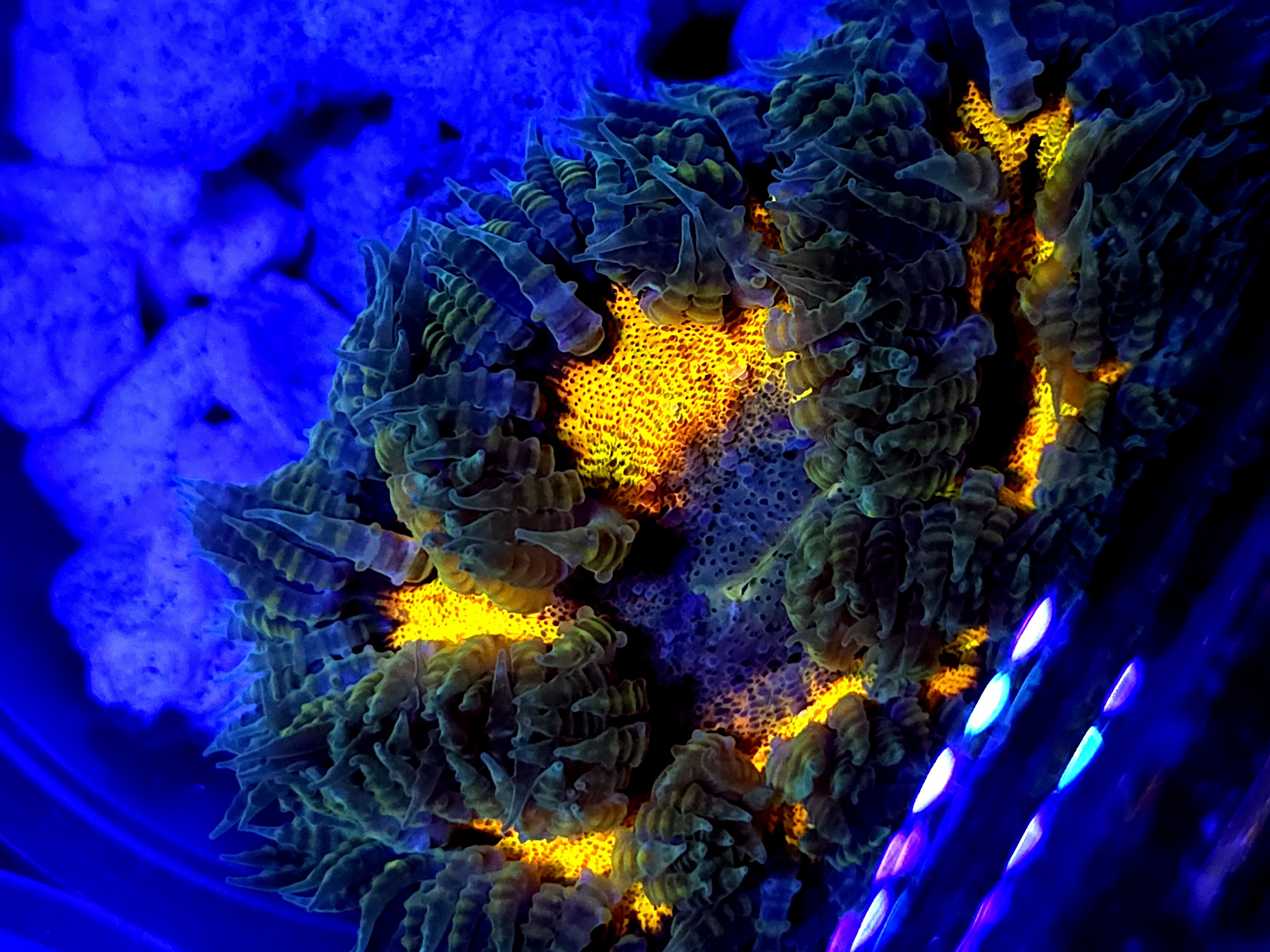 SBB " Yellow Center" Rock flower
