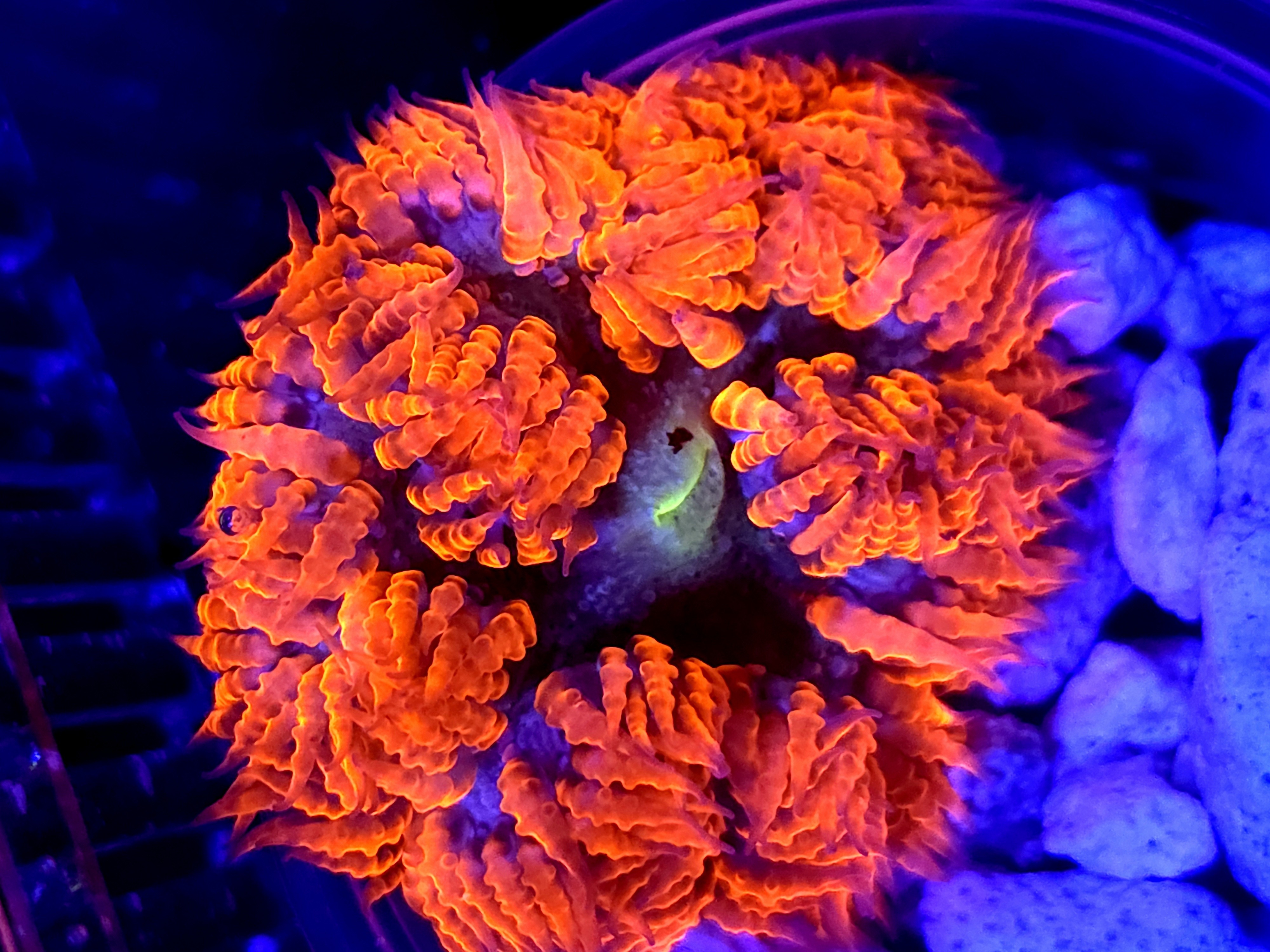 SBB " Red Skirt" Rock flower