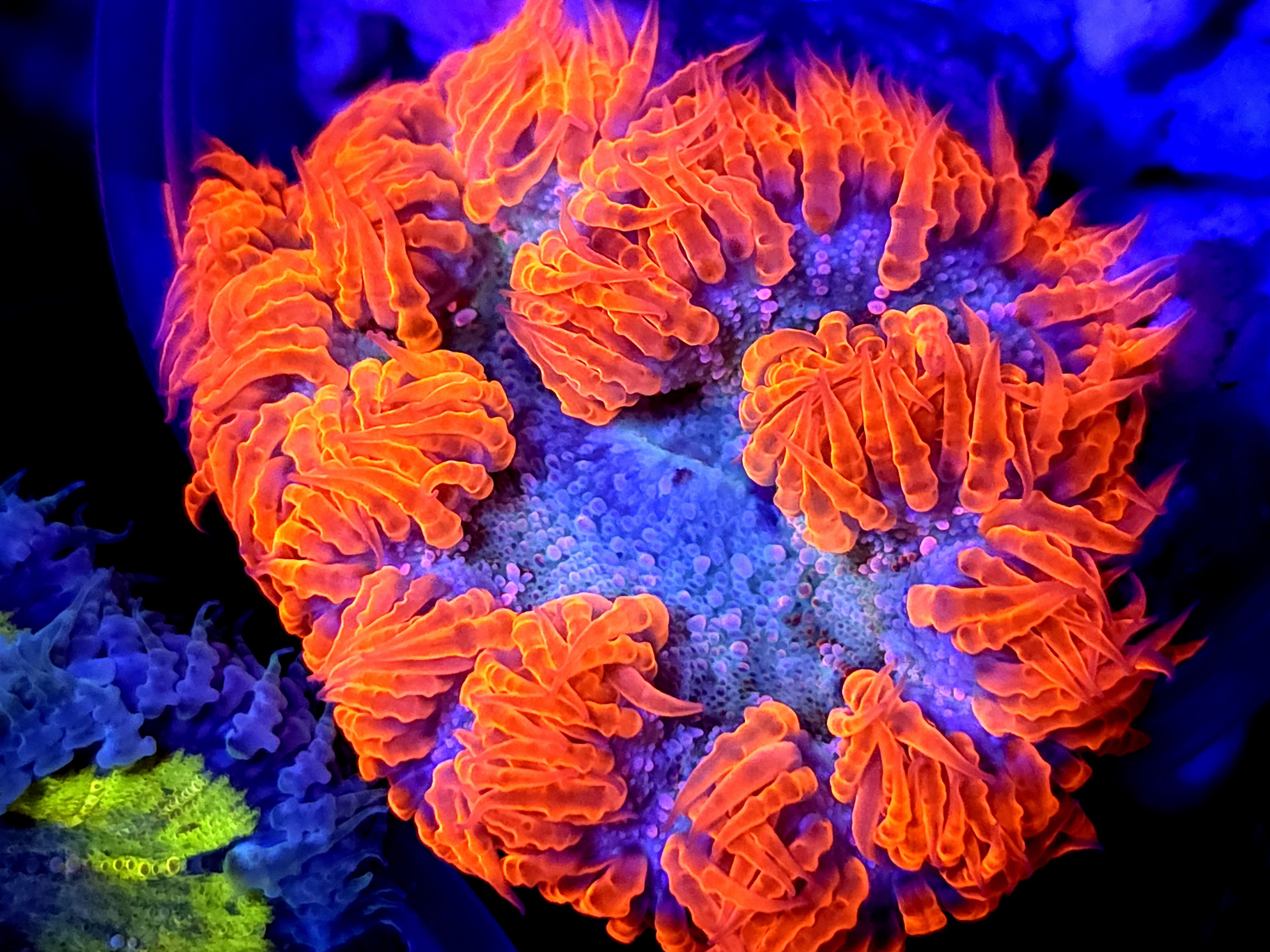 SBB " Red Skirt" Rock flower