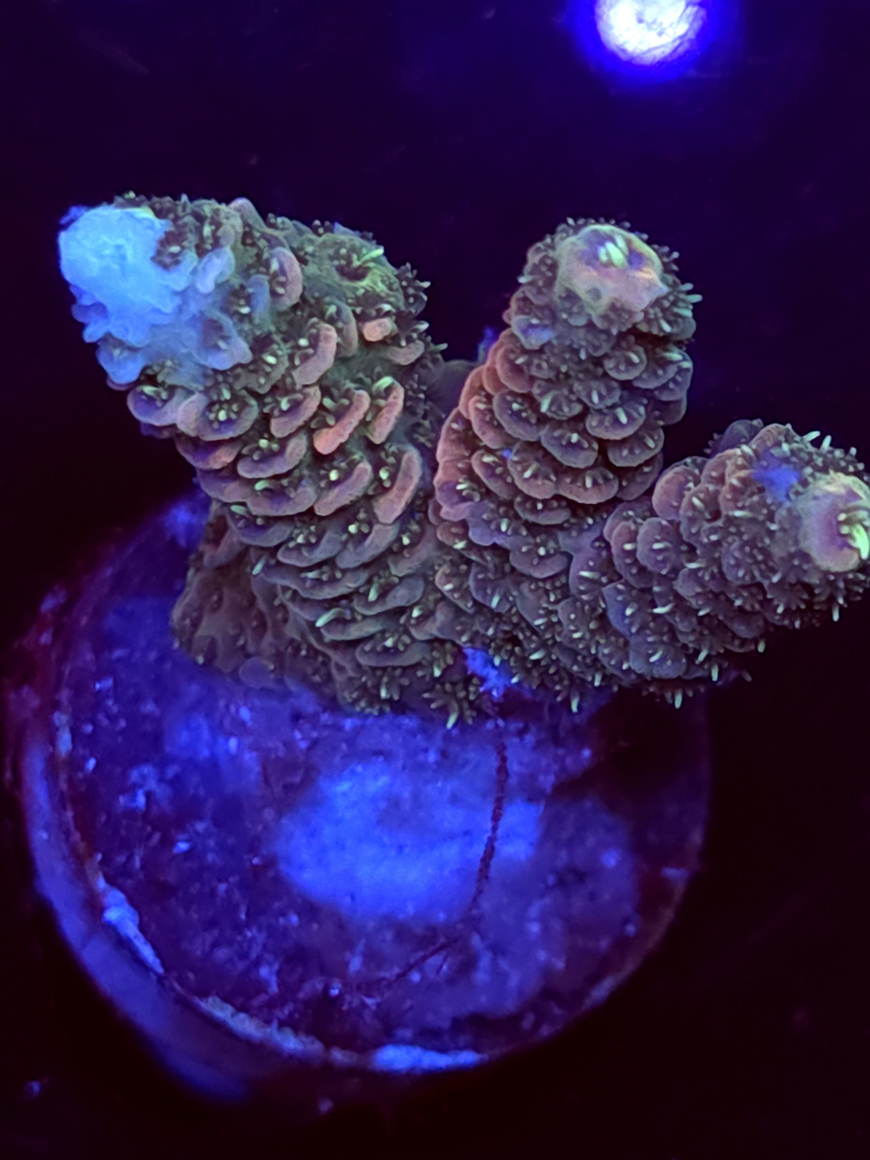 SBB "Ice Fire" Acro Small 3 Branches