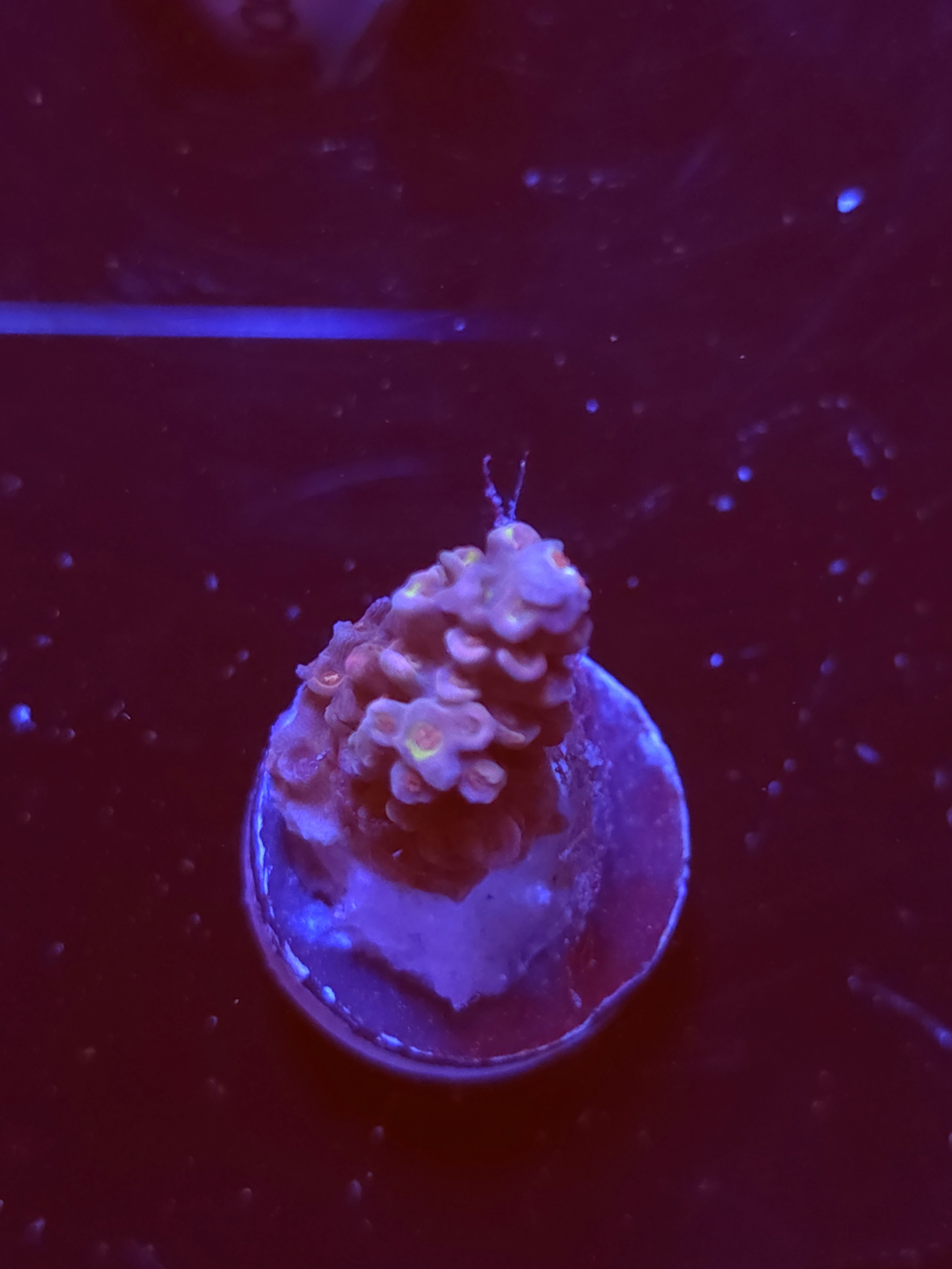 SBB "Brain Burn" Acro Small Branch