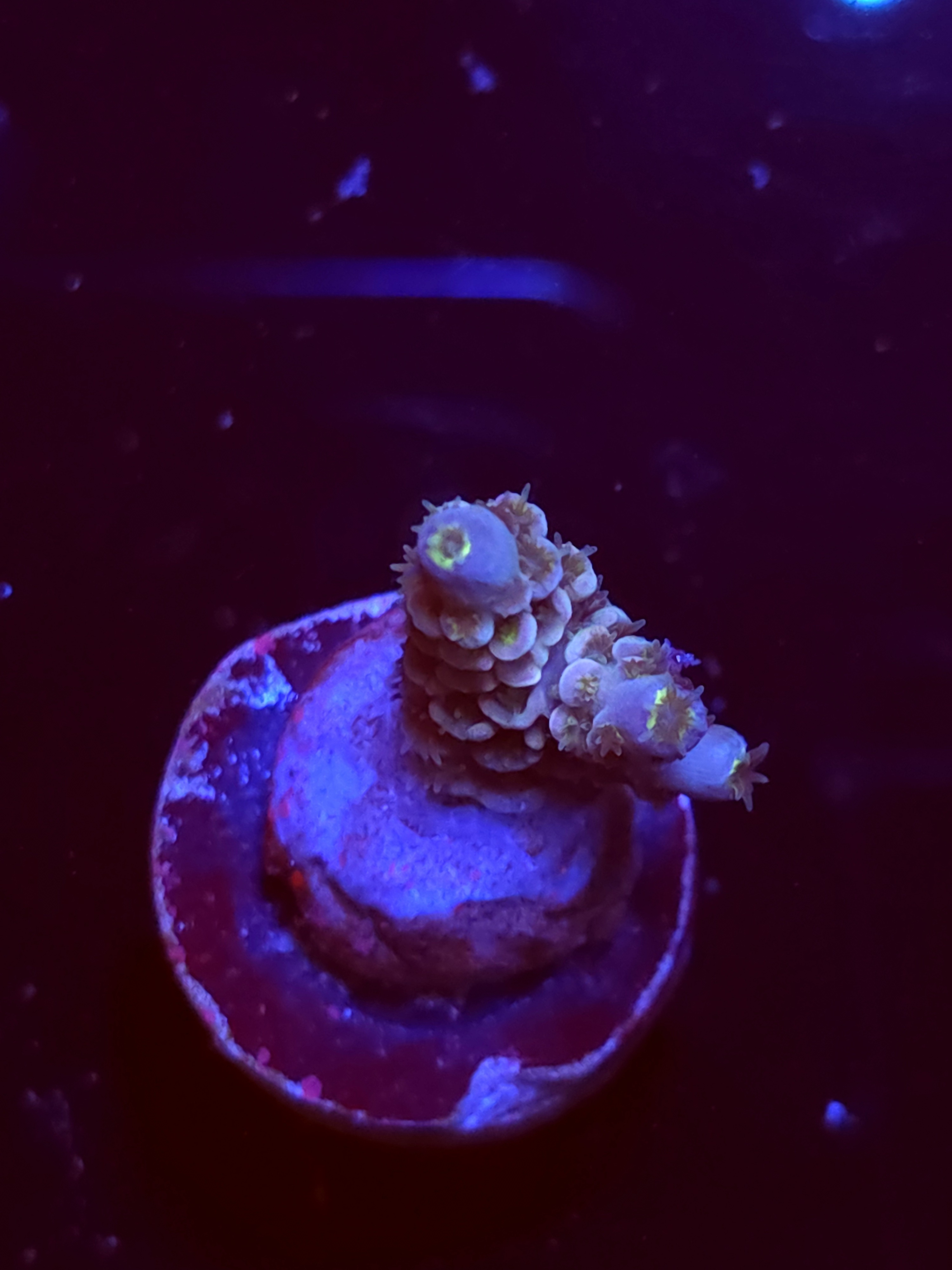 SBB "Mystery Signature" Acro Small 2 Branch