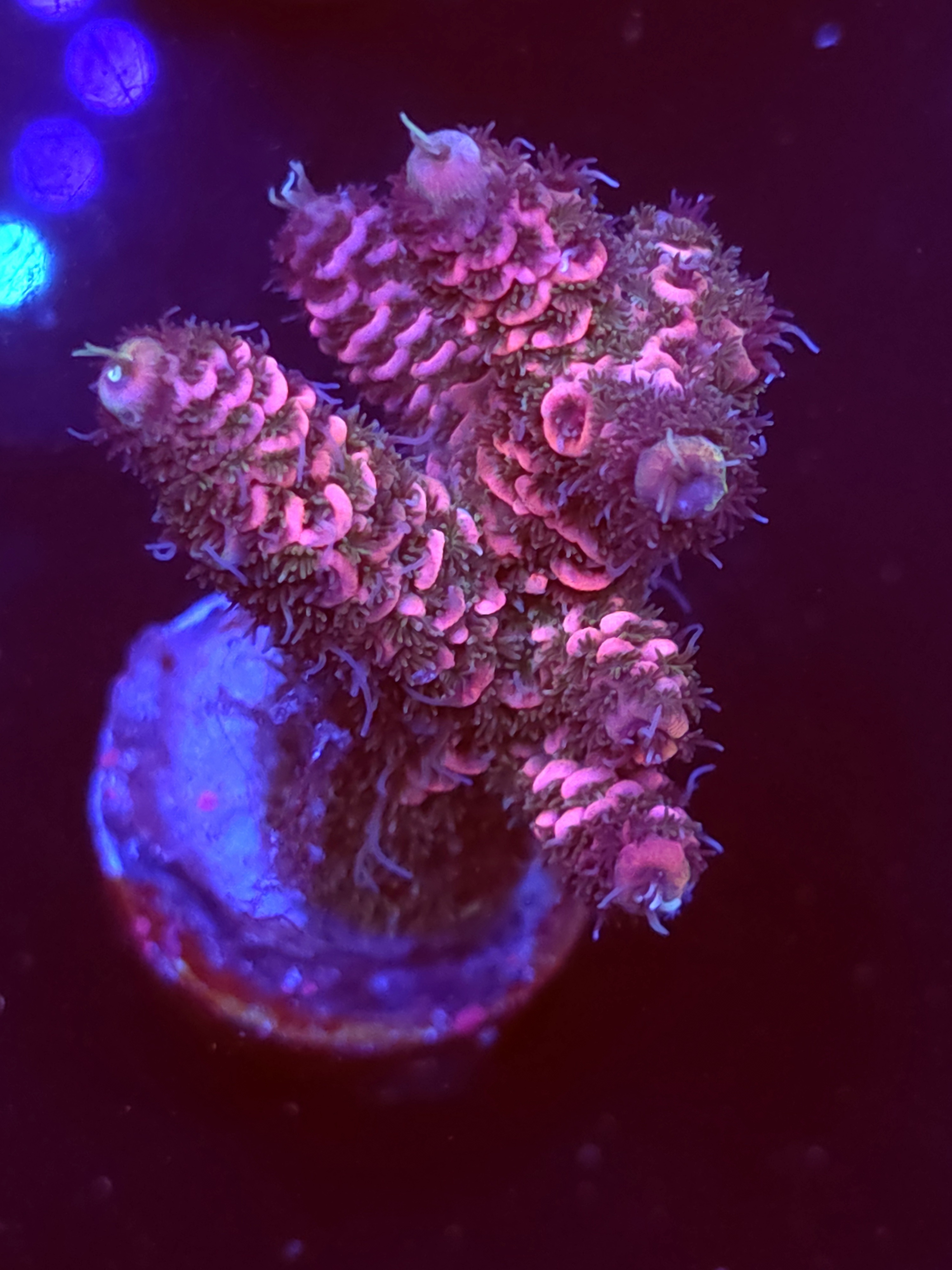 SBB "Frozen Fire" Acro Medium Multibranch