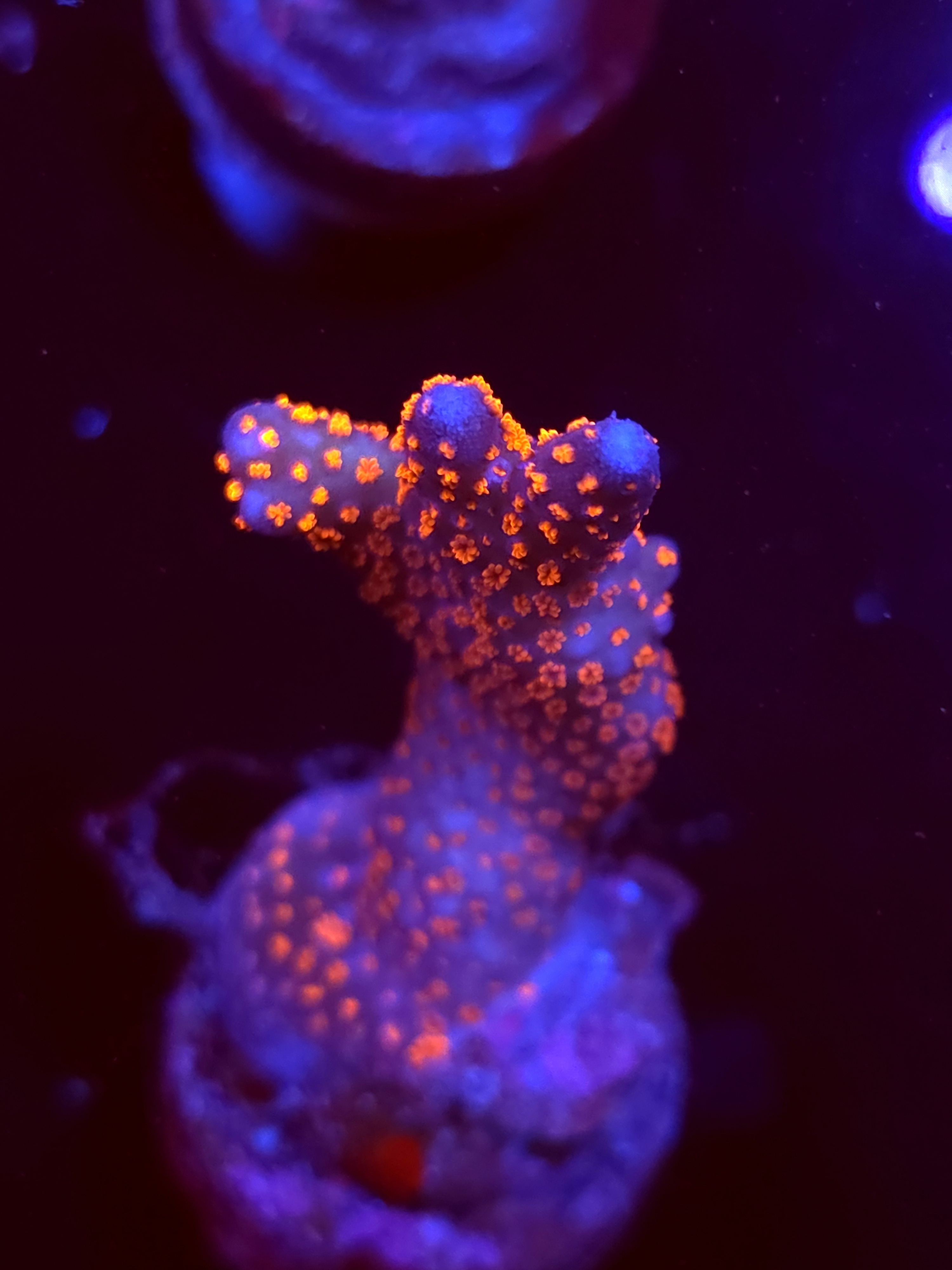 SBB "Bubble Digi" Acro Medium Branch
