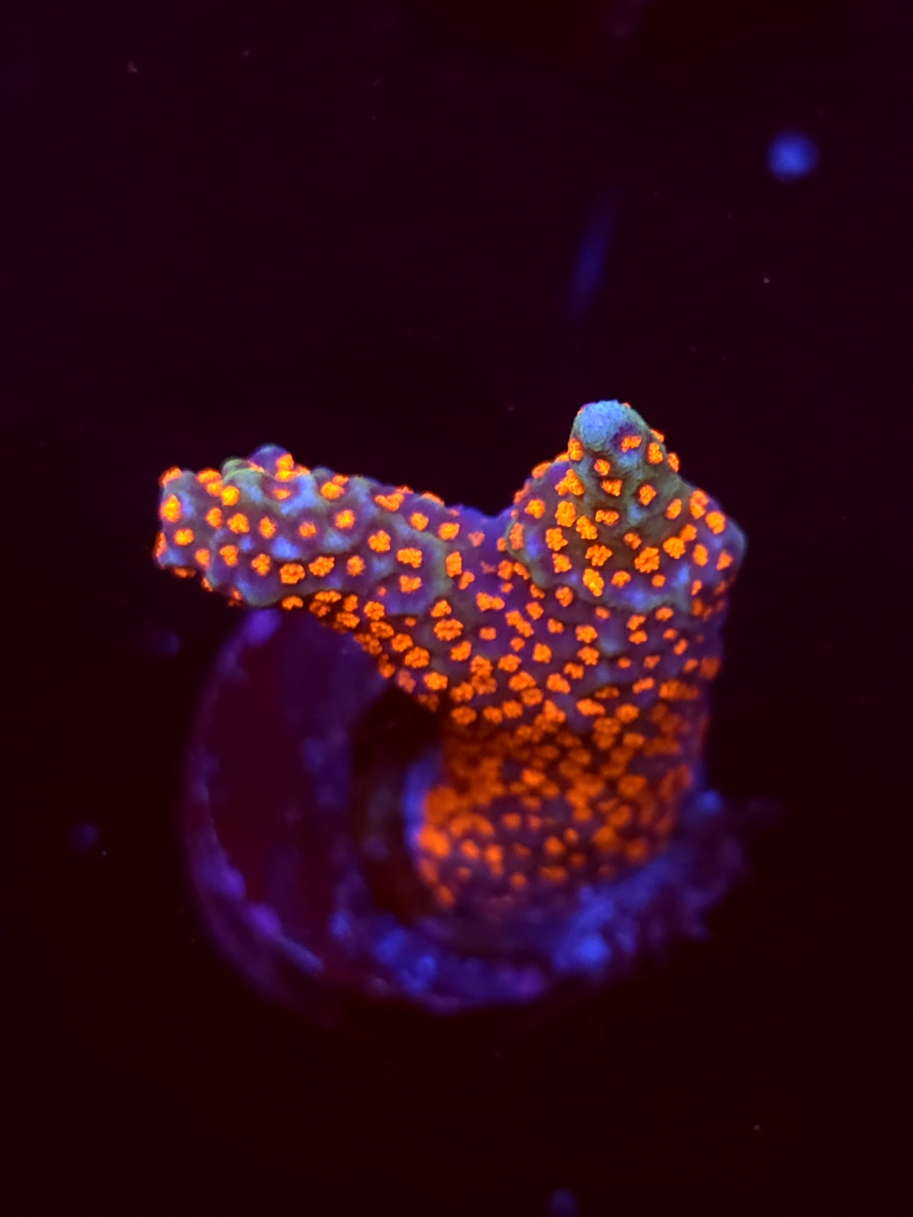 SBB "Bubble Digi" Acro Medium 2 Branches
