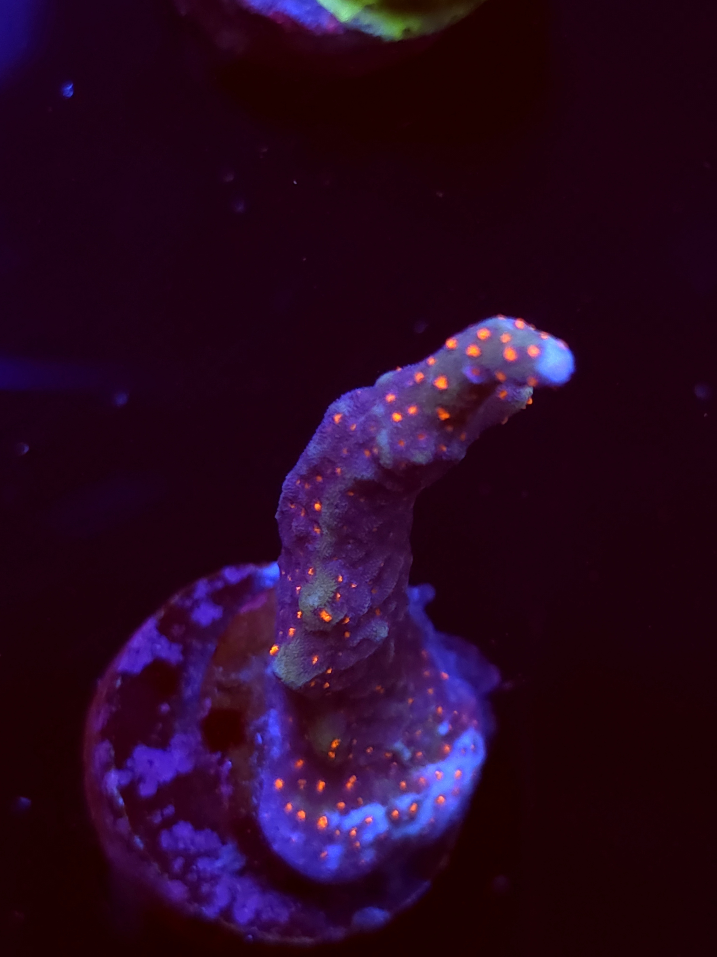 SBB "Bubble Digi" Acro Medium Branch