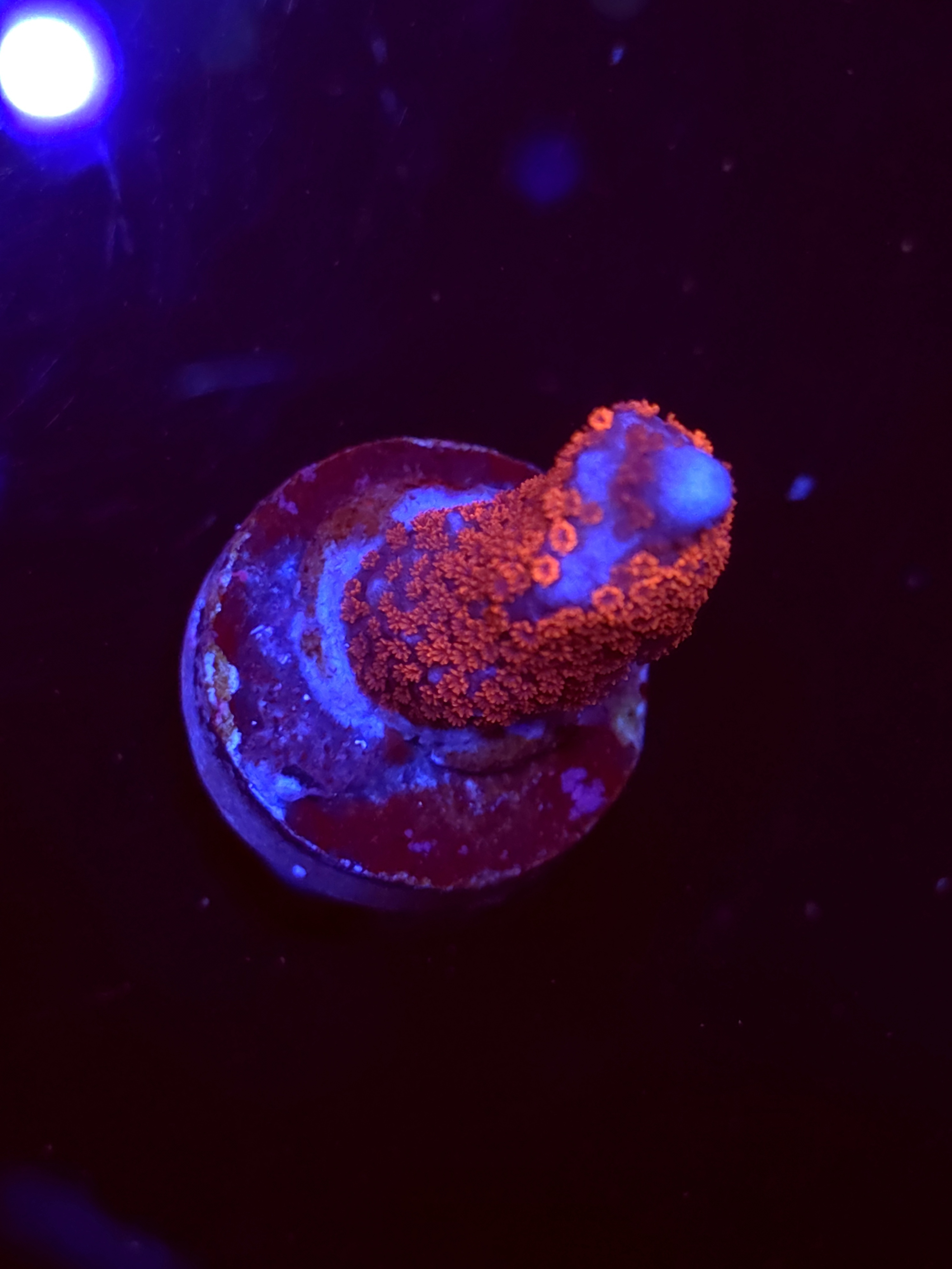 SBB "Bubble Digi" Acro Small Branch