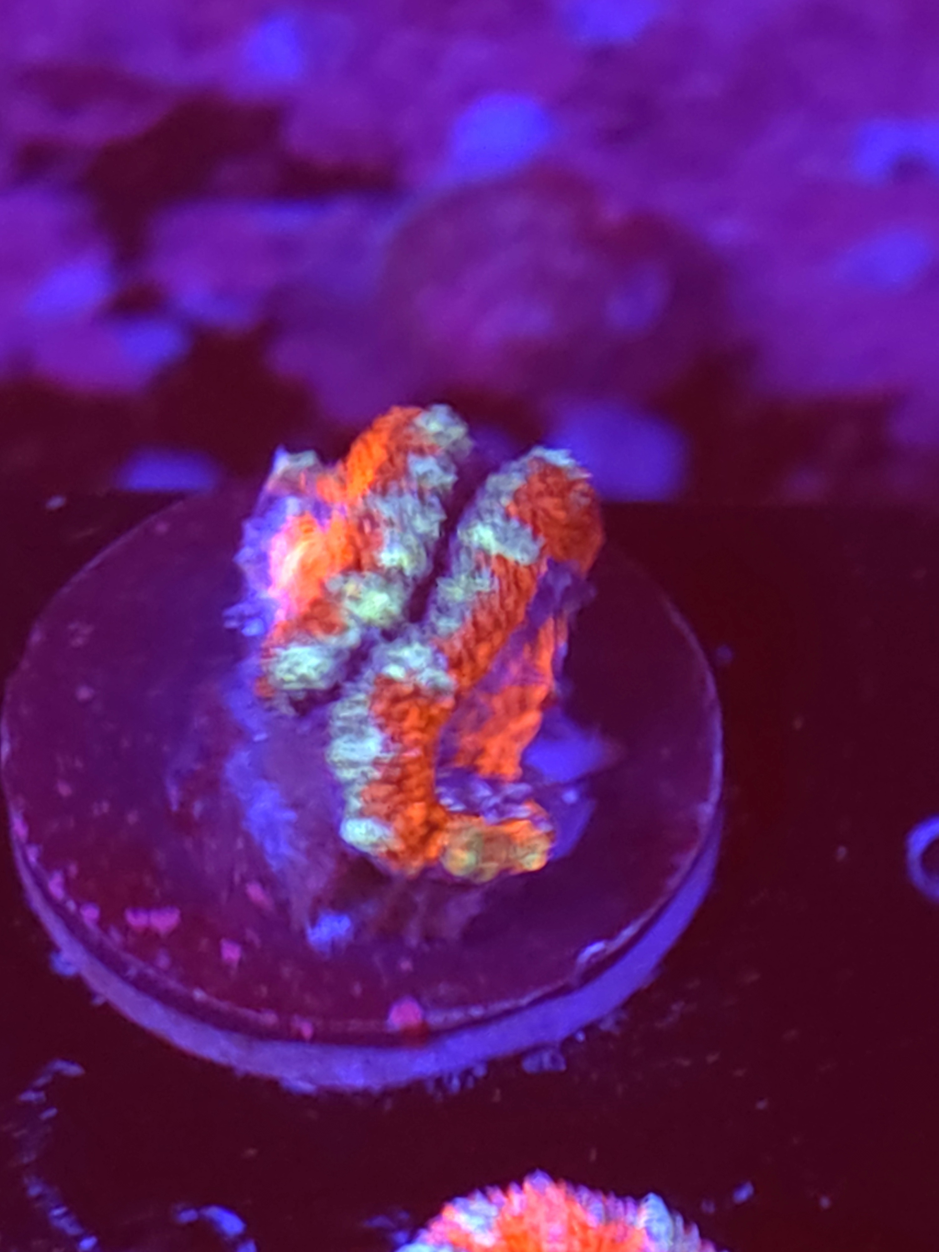 SBB "Lunar Candy" Acans 2 Heads