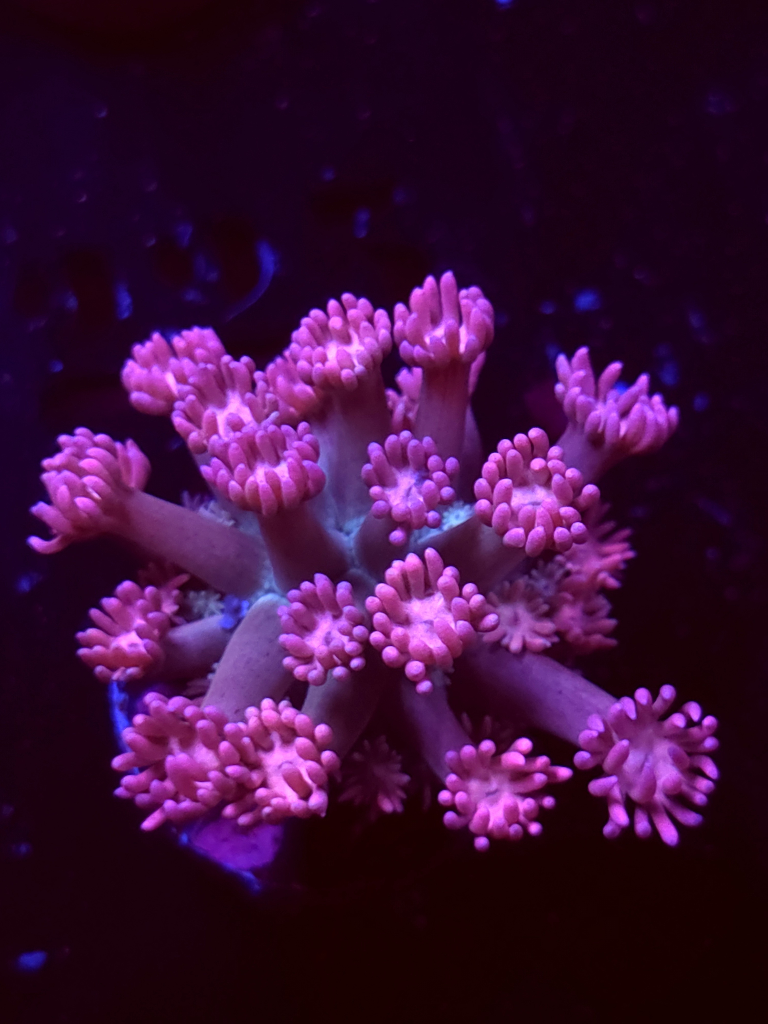 SBB "Prism PeTal" Goni Medium