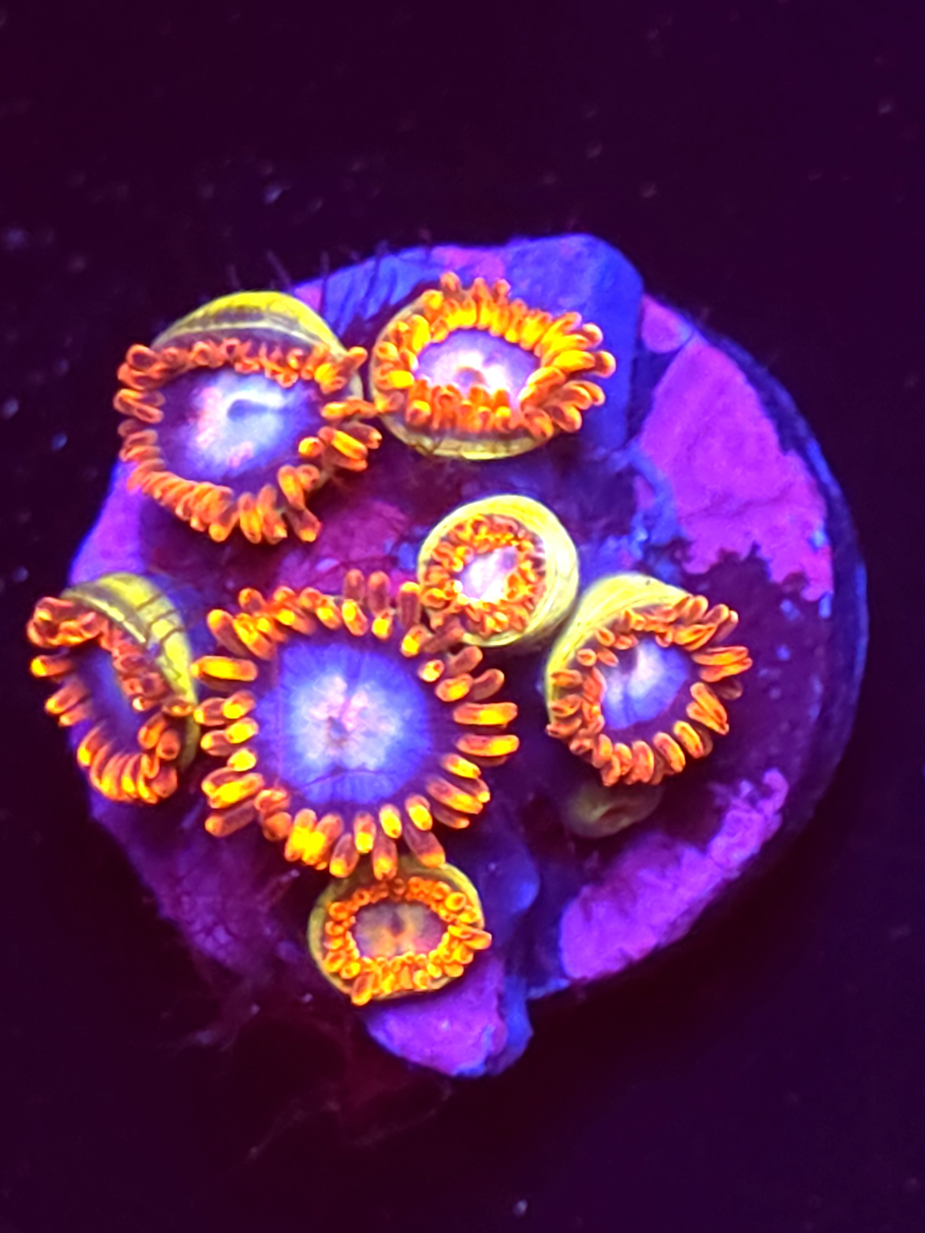 SBB "No Name" Zoas Mini Colony