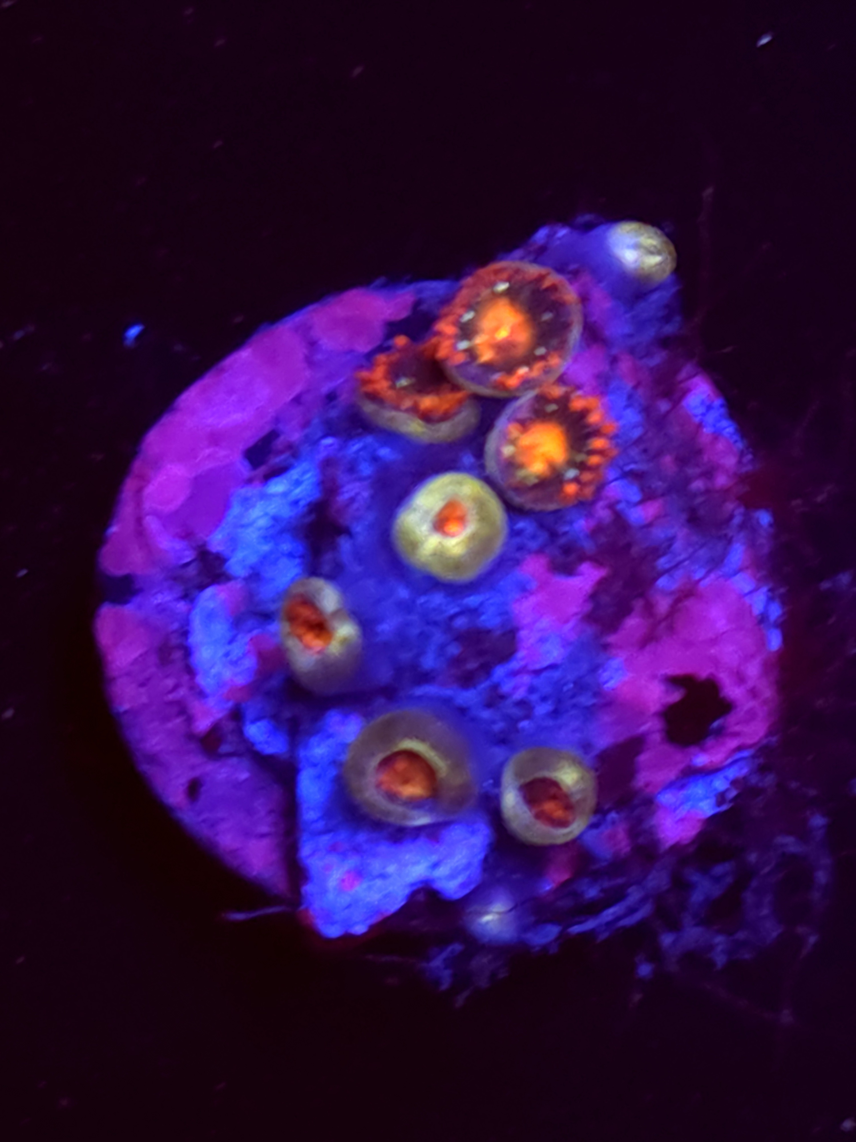SBB "No Name" Zoas 5 Polyps