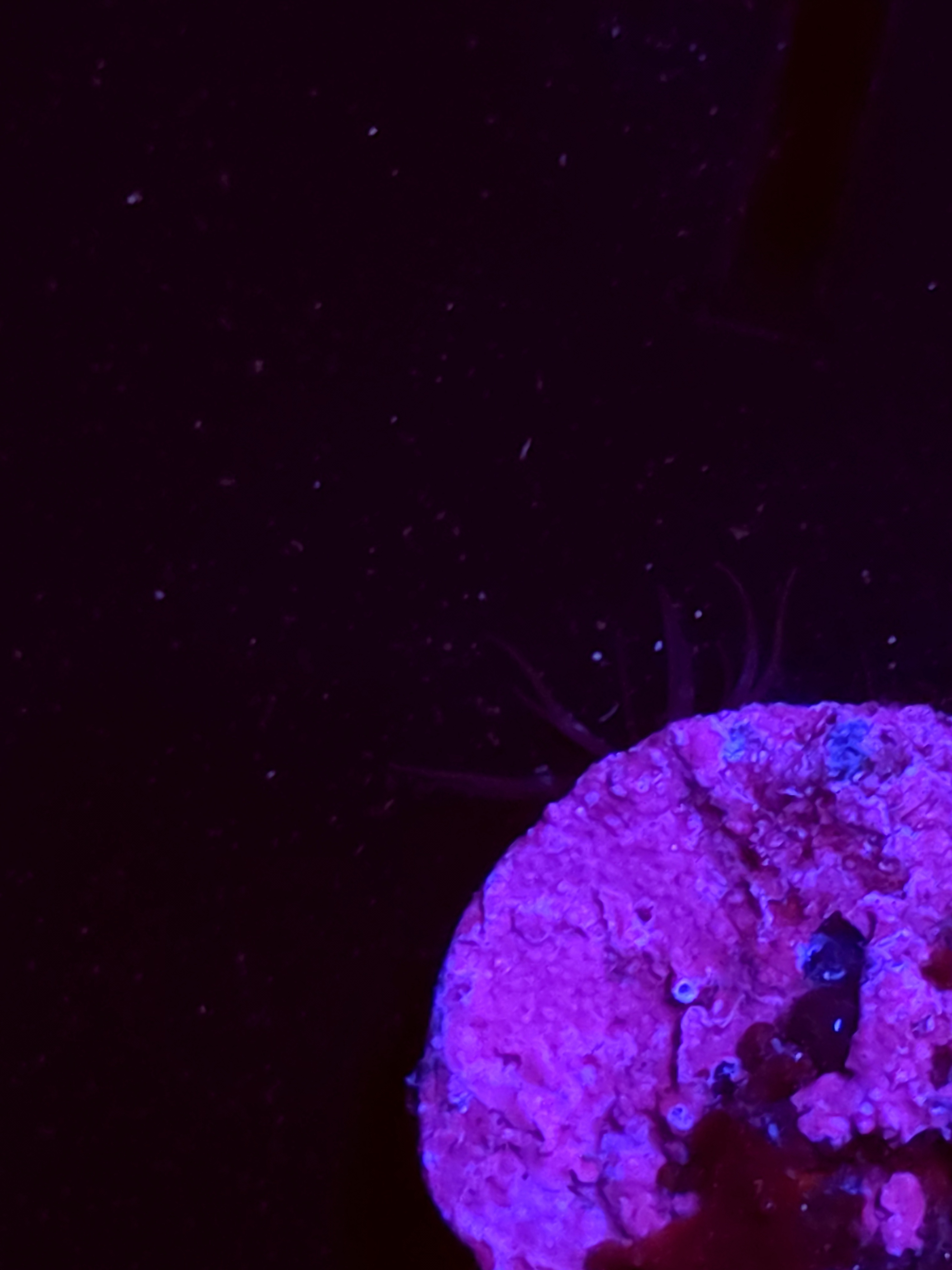 SBB "No Name" Zoas 1 Polyp