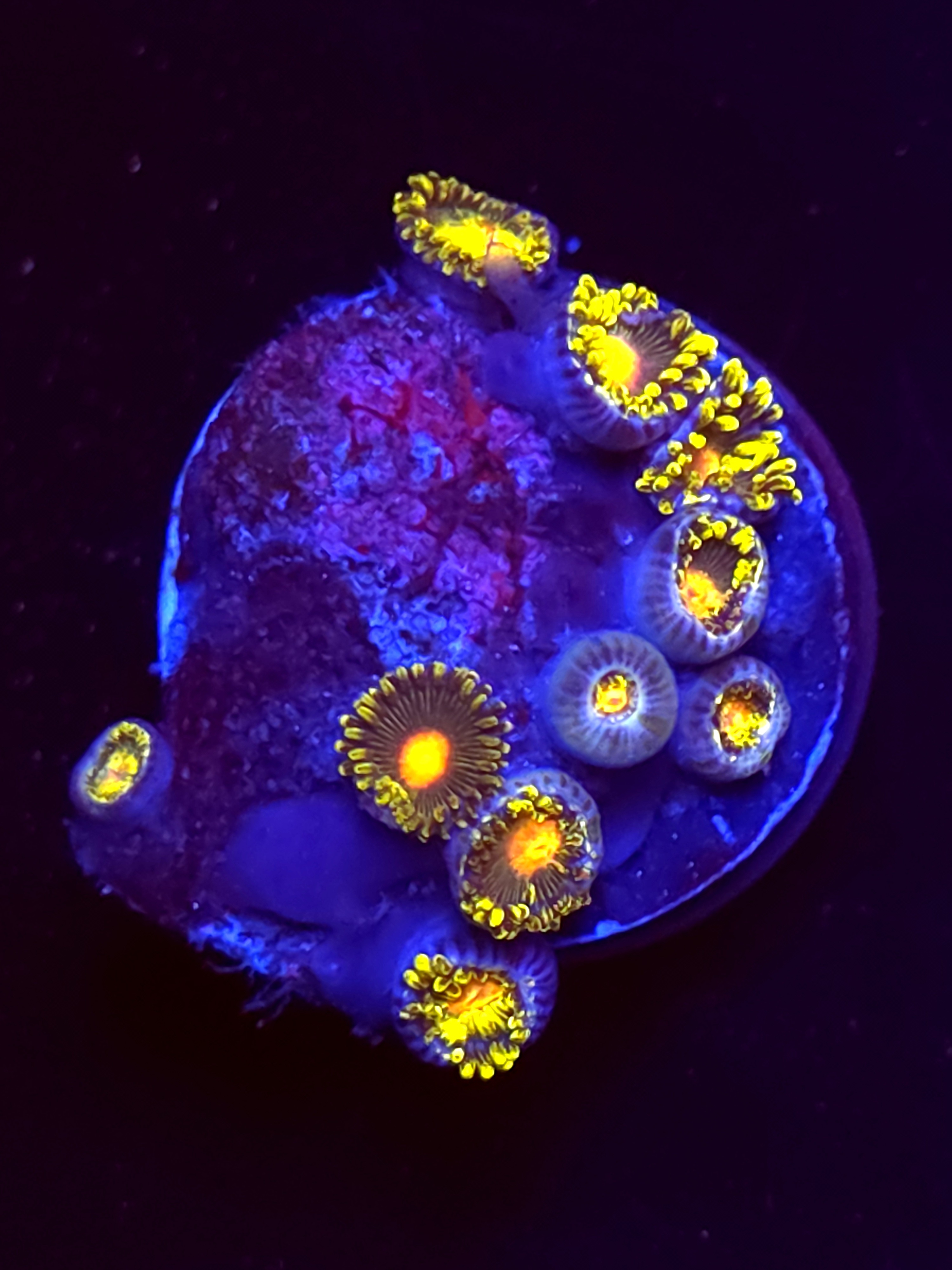 SBB "No Name" Zoas Mini Colony