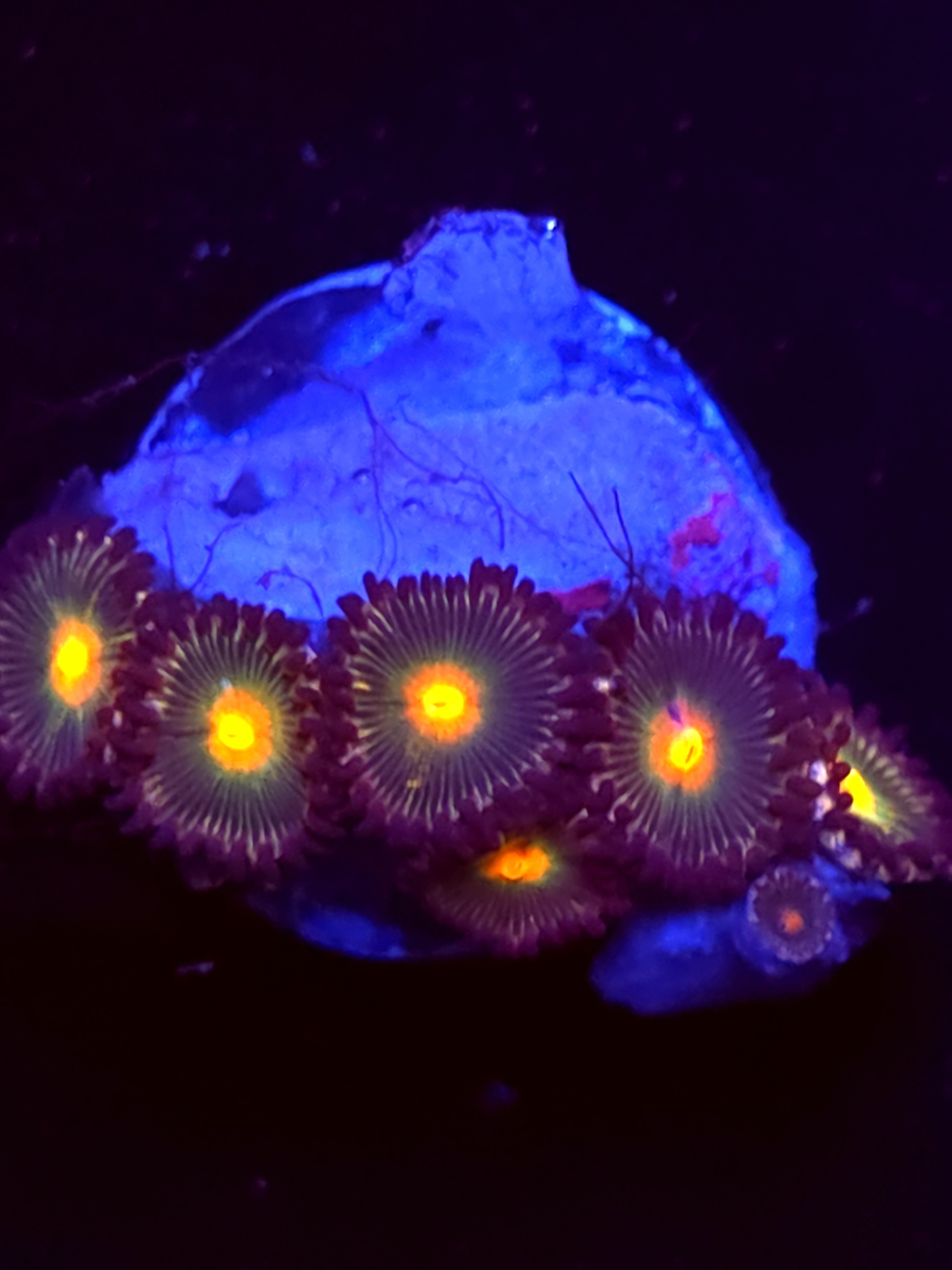 SBB "No Name" Zoas 3 Polyps