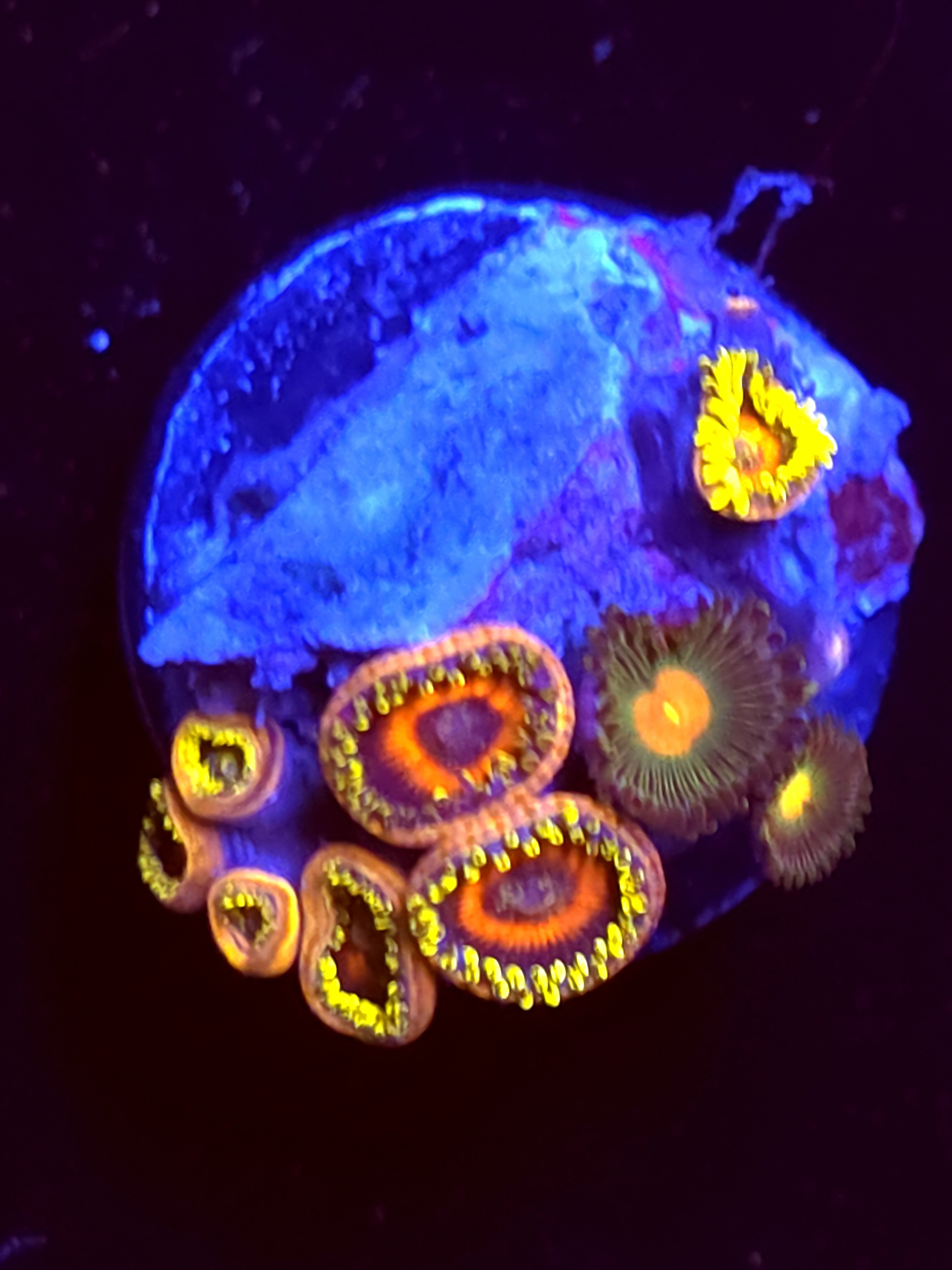 SBB "No Name" Zoas 6+ Polyps