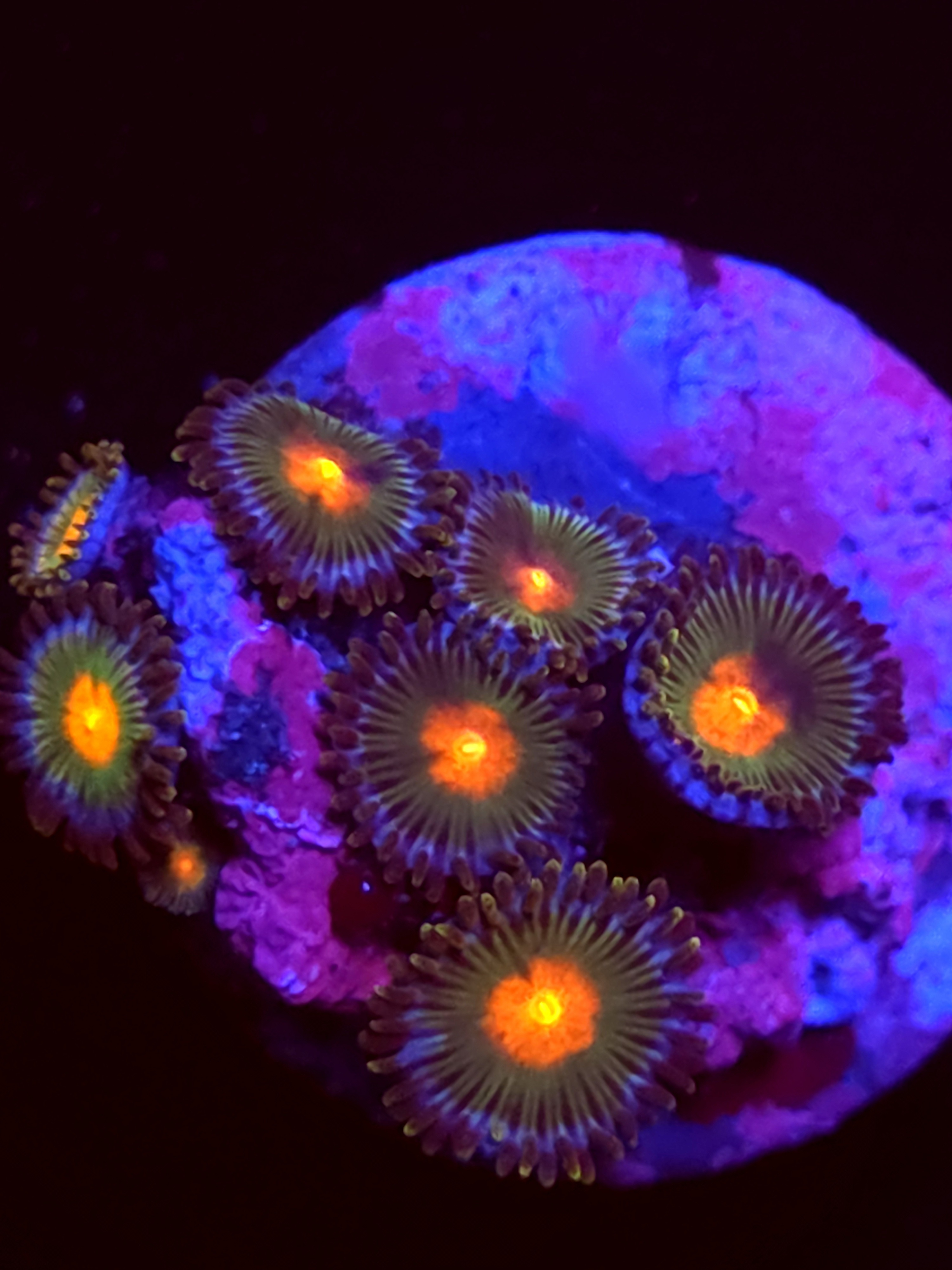 SBB "No Name" Zoas 5 Polyps