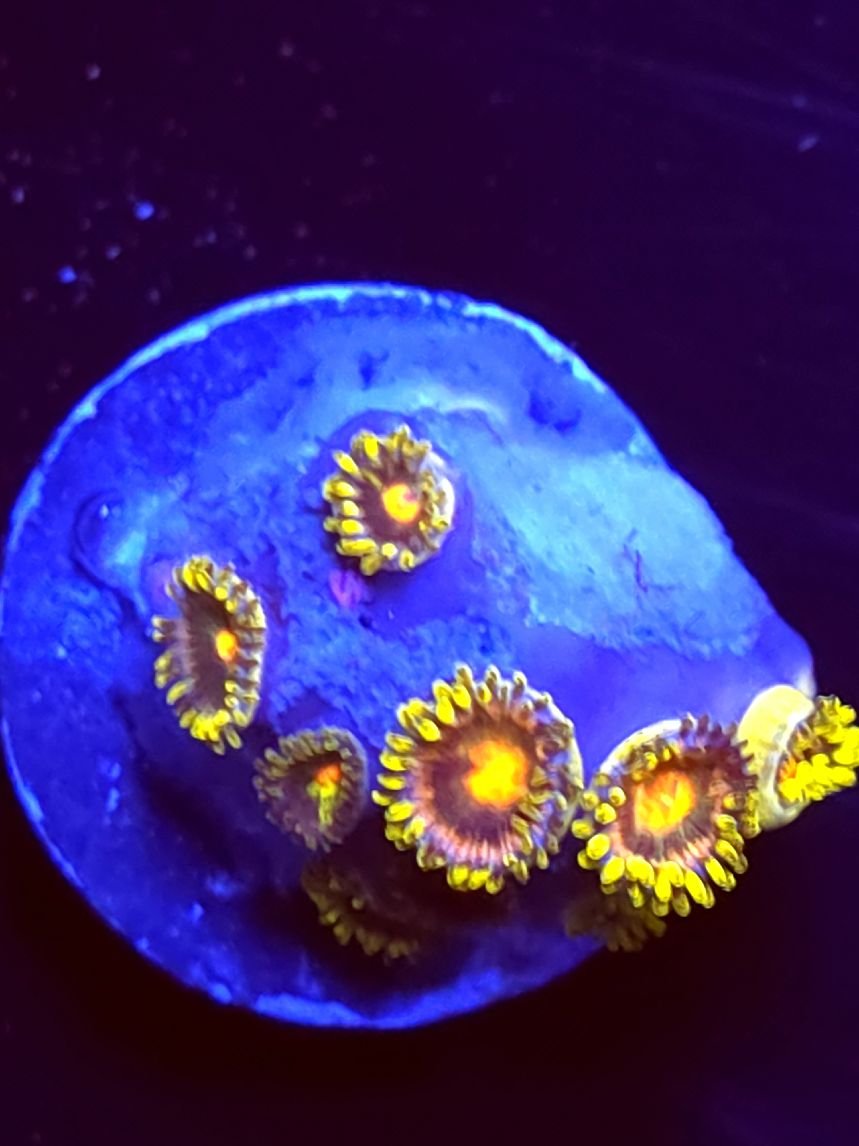 SBB "No Name" Zoas 6+ Polyps