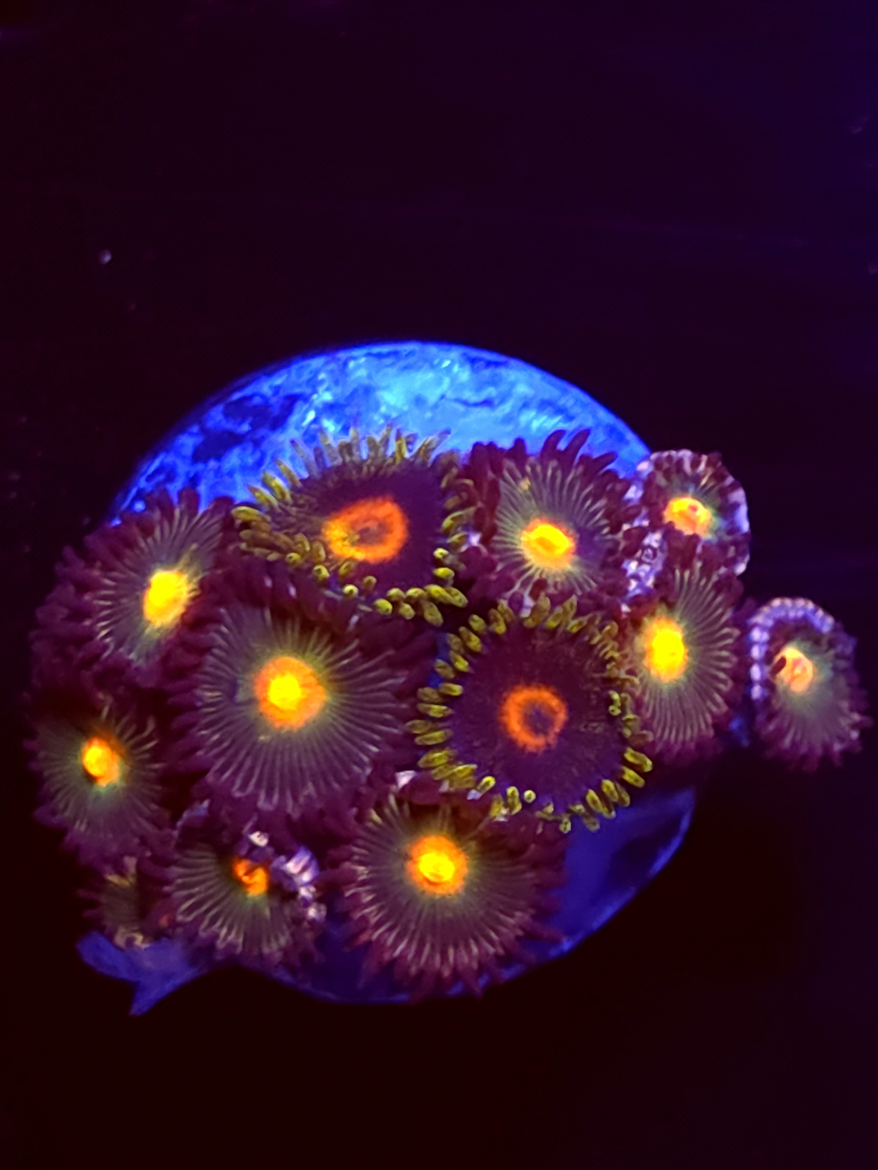 SBB "No Name" Zoas Mini Colony
