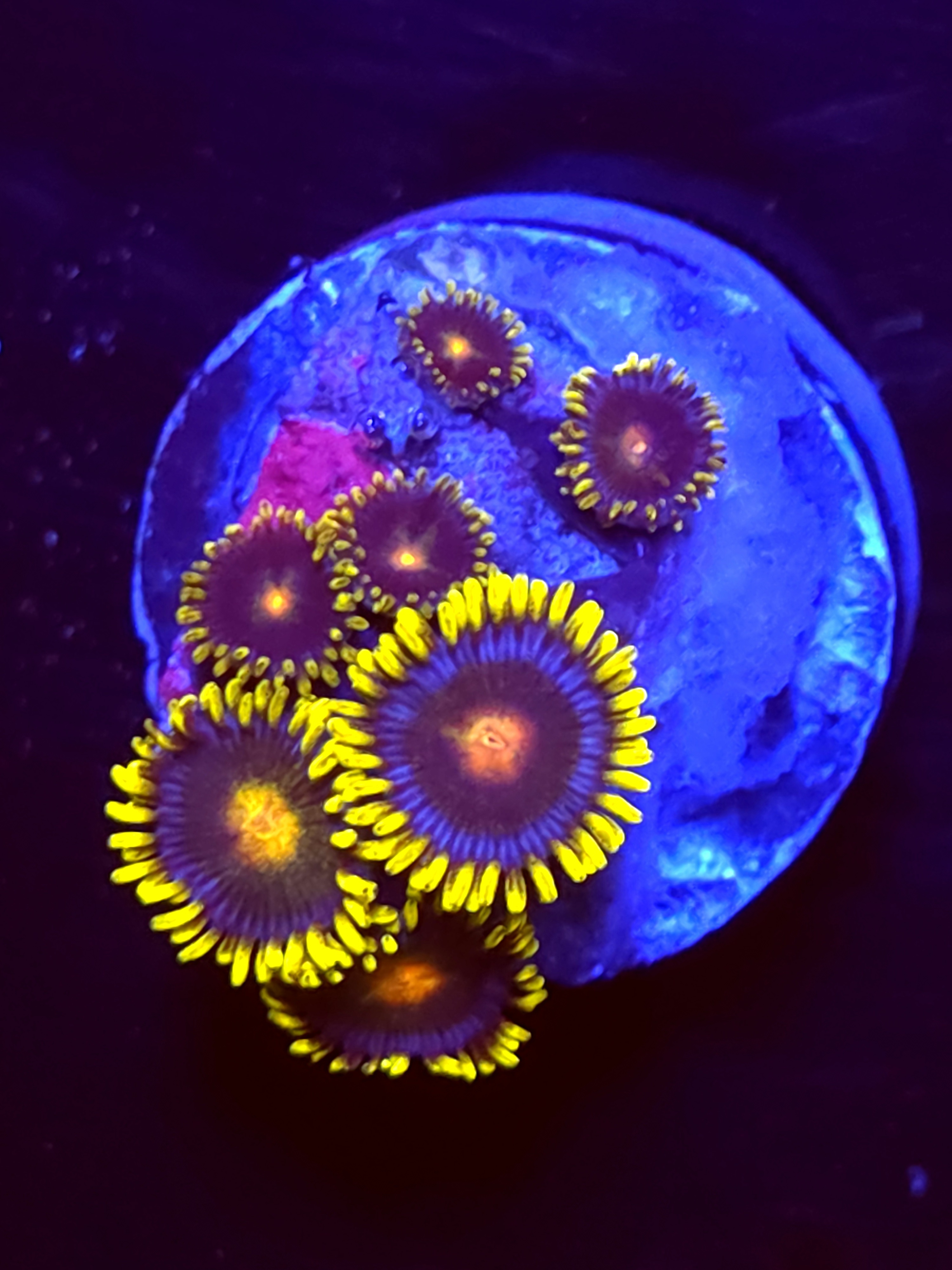 SBB "No Name" Zoas 3 Polyps