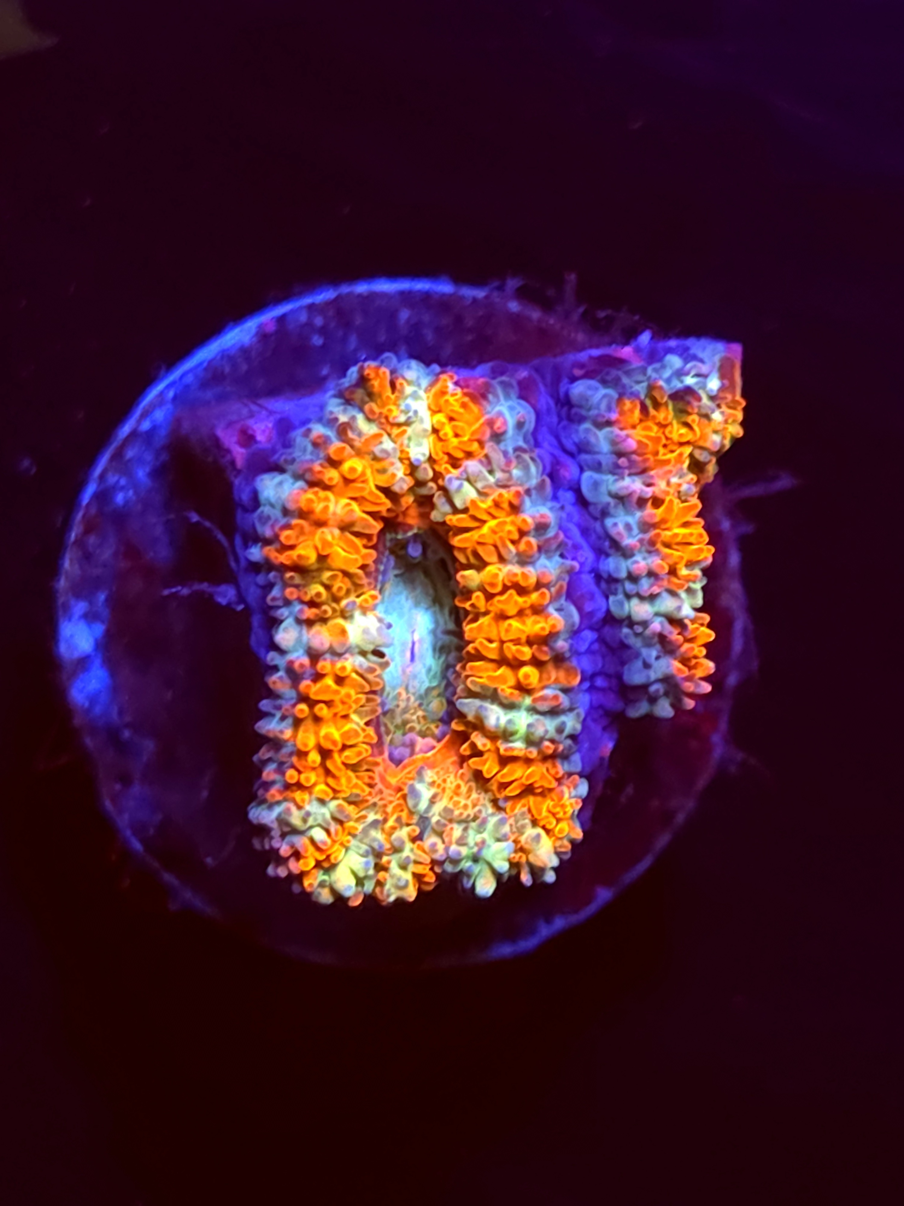 SBB "Tiger Bomb" Acan 1+ Heads
