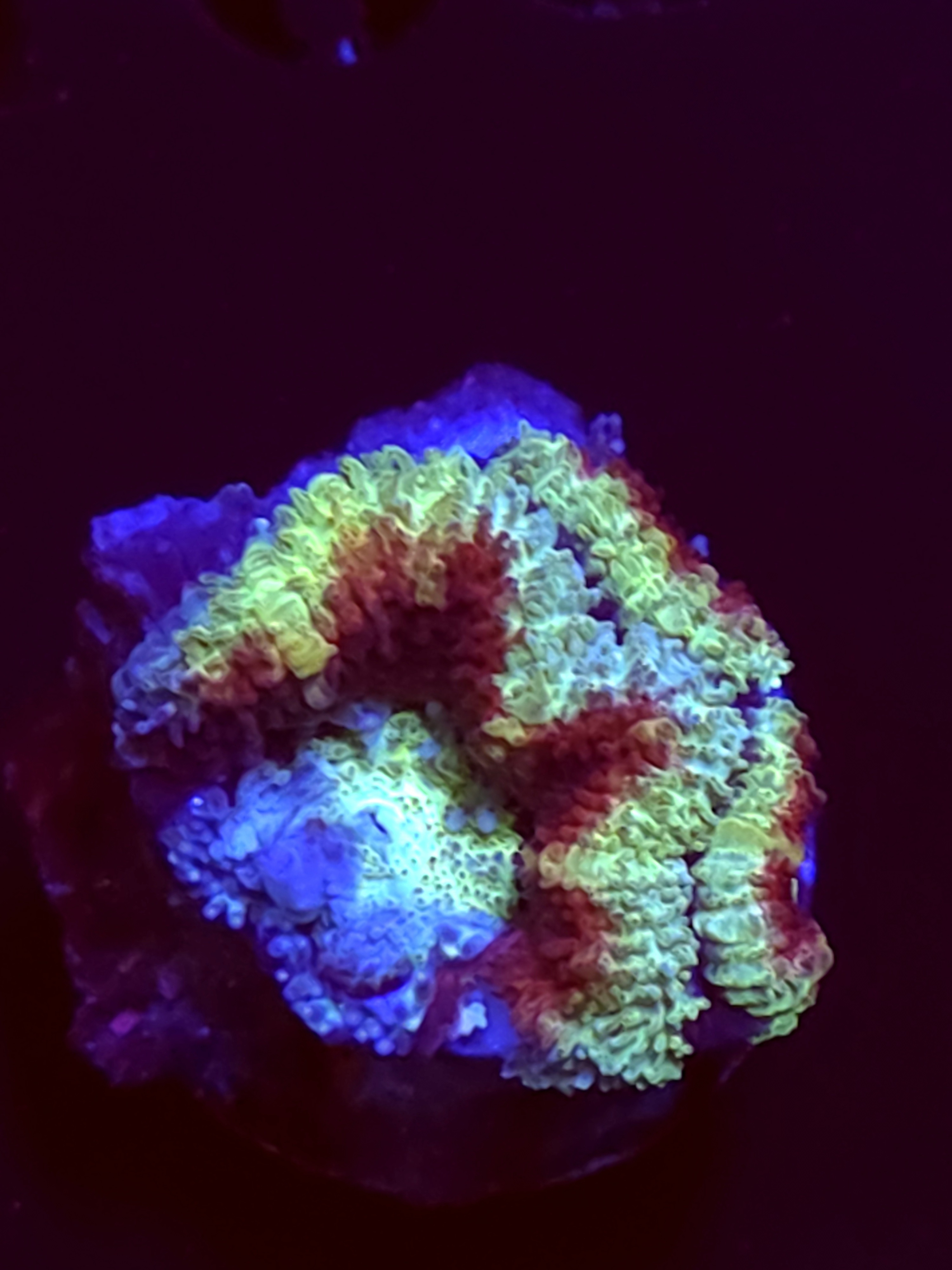 SBB "Candy Gram" Acan 1 Head