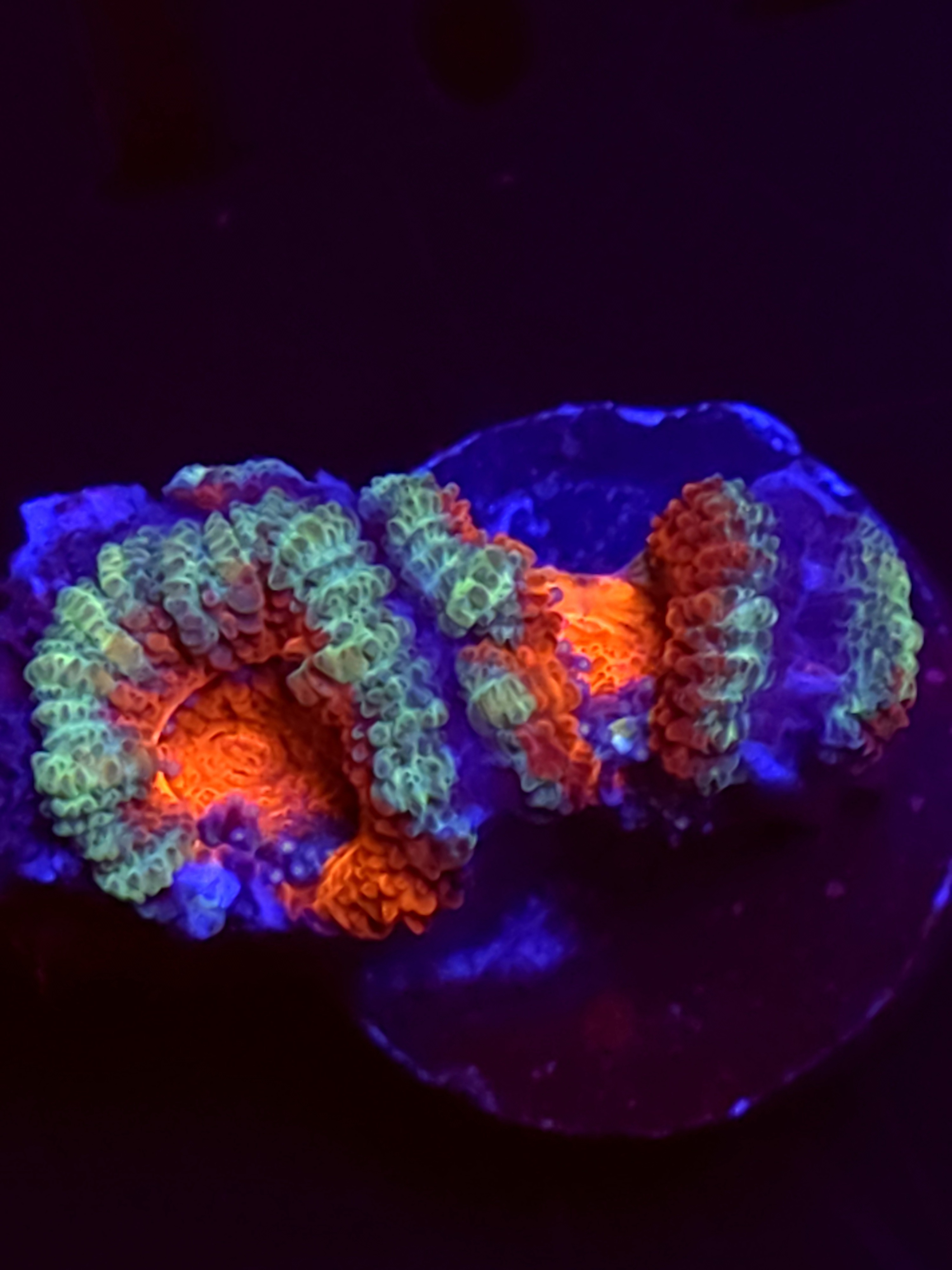 SBB "Lunar Candy" Acan 2 Heads