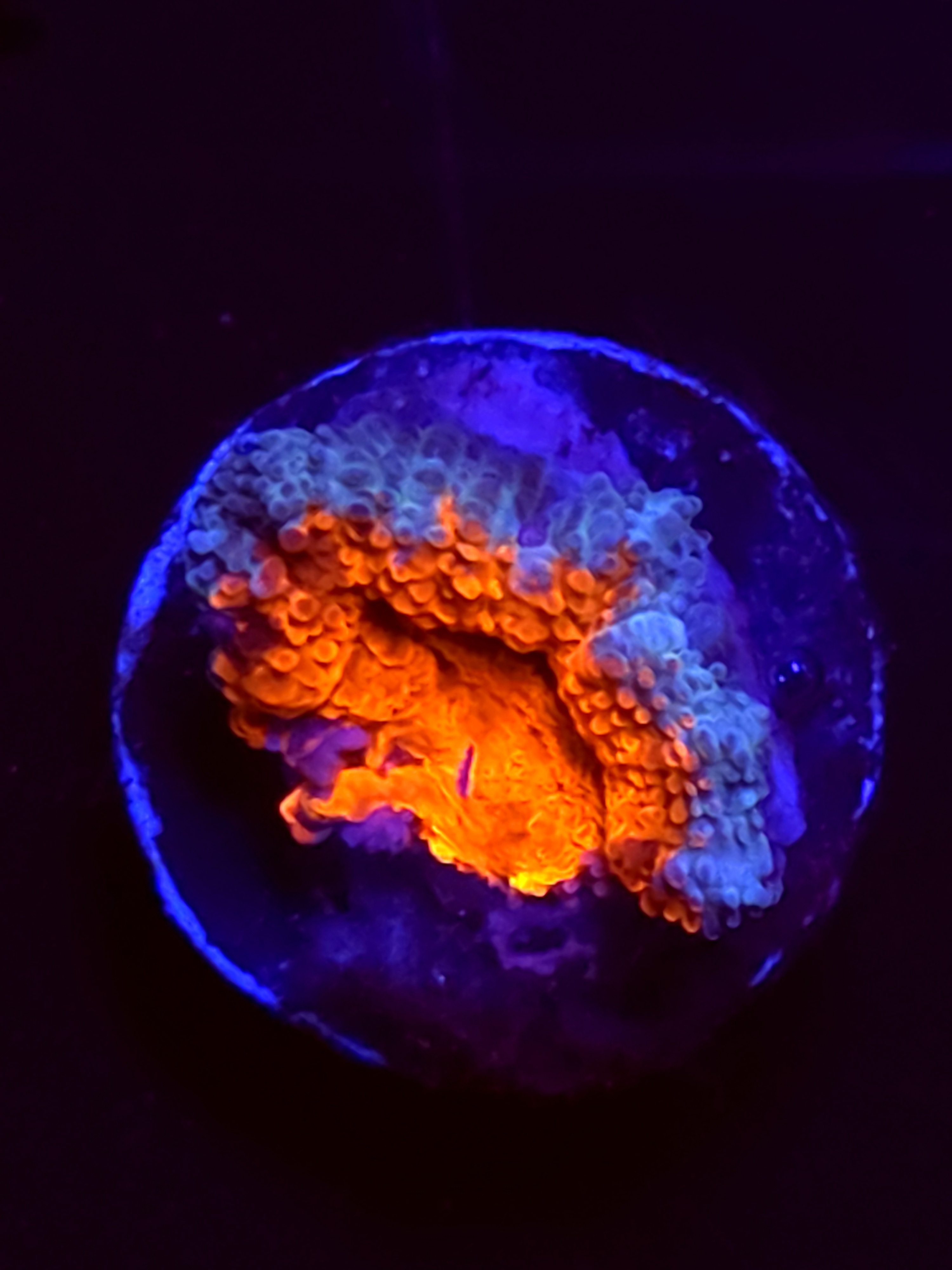 SBB "Rush Crush" Acan 1 head