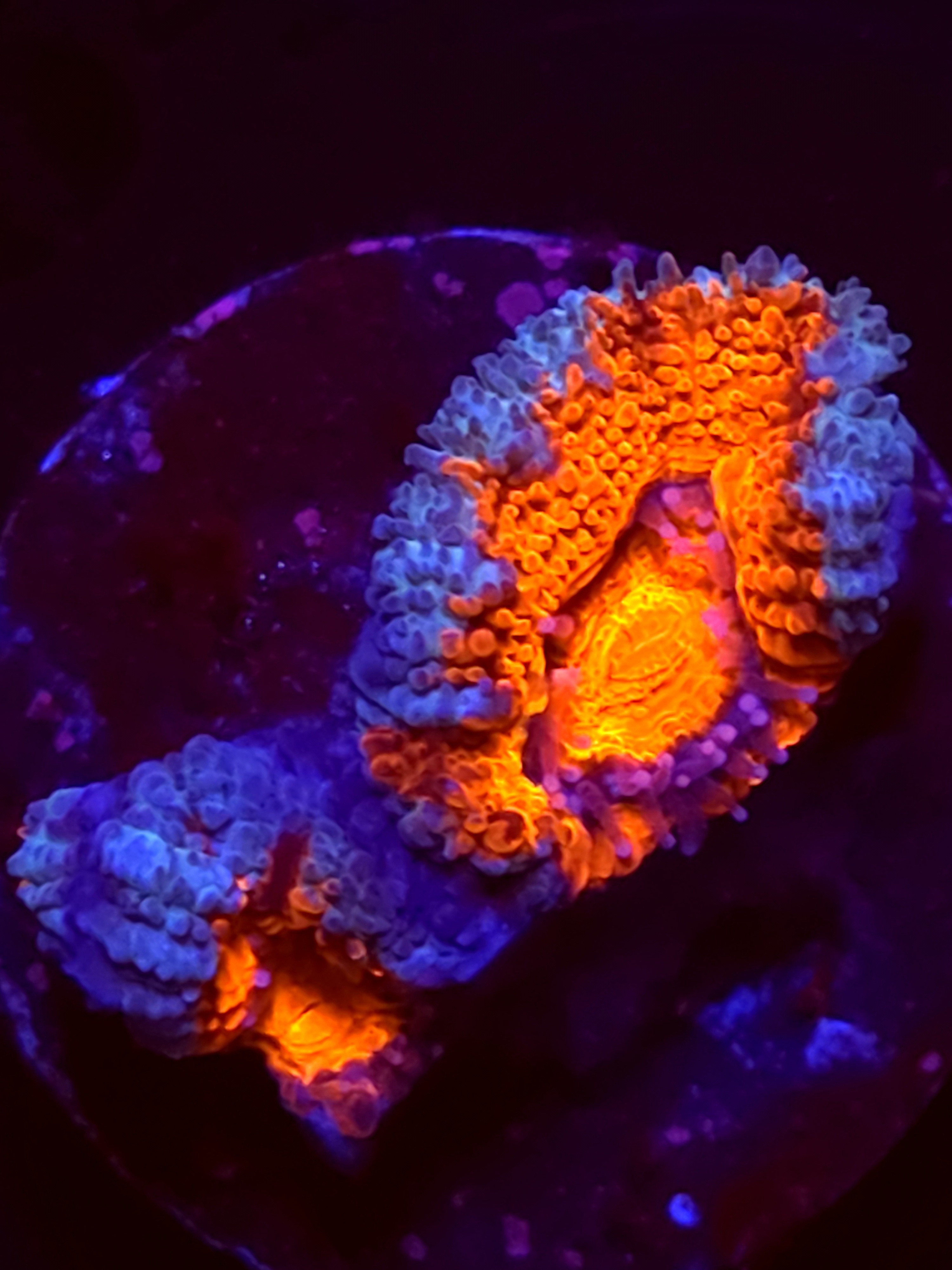 SBB "Mystery Signature" Acan 2heads