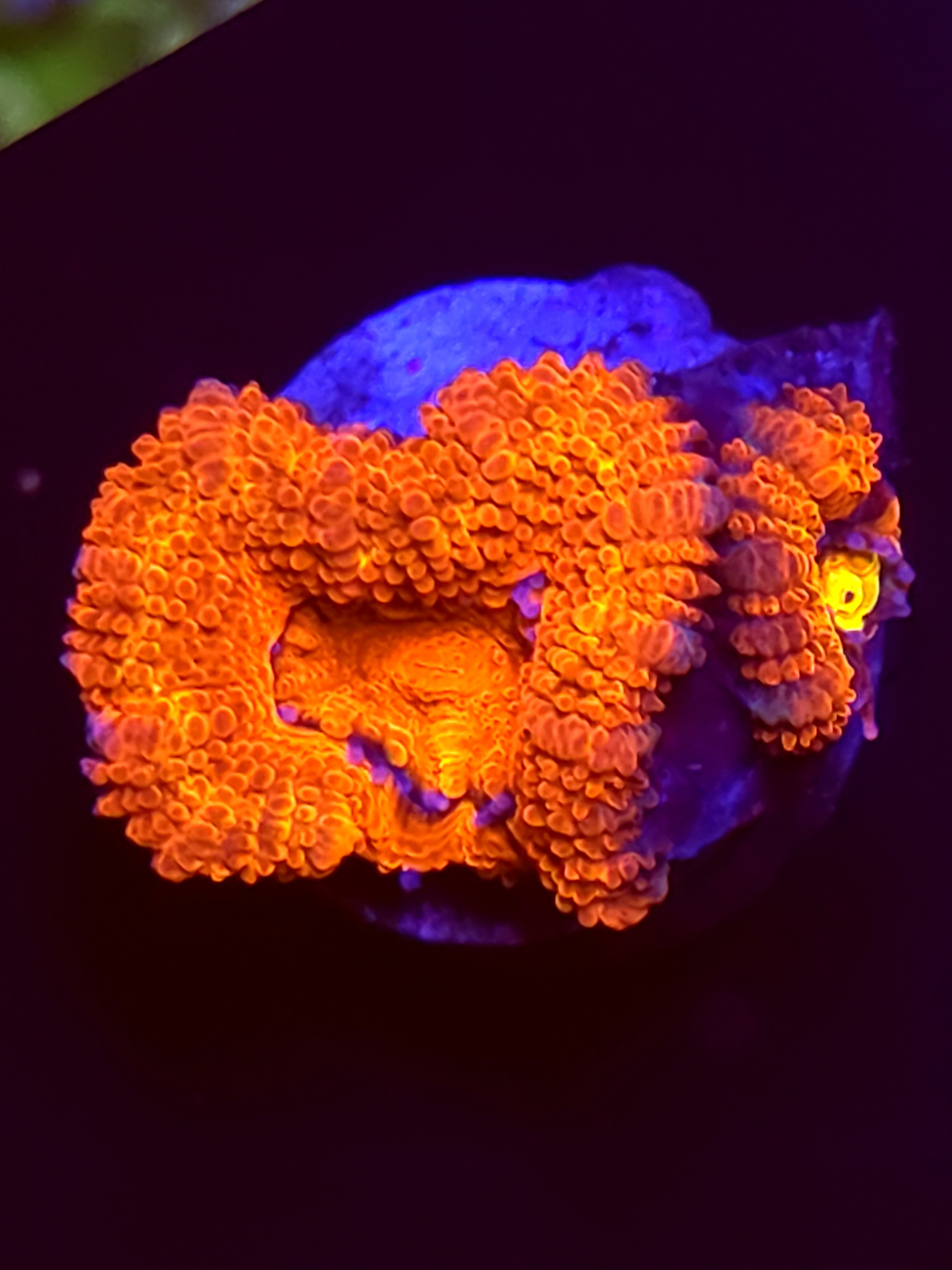 SBB "Toxic Taffy" Acan 2 Heads