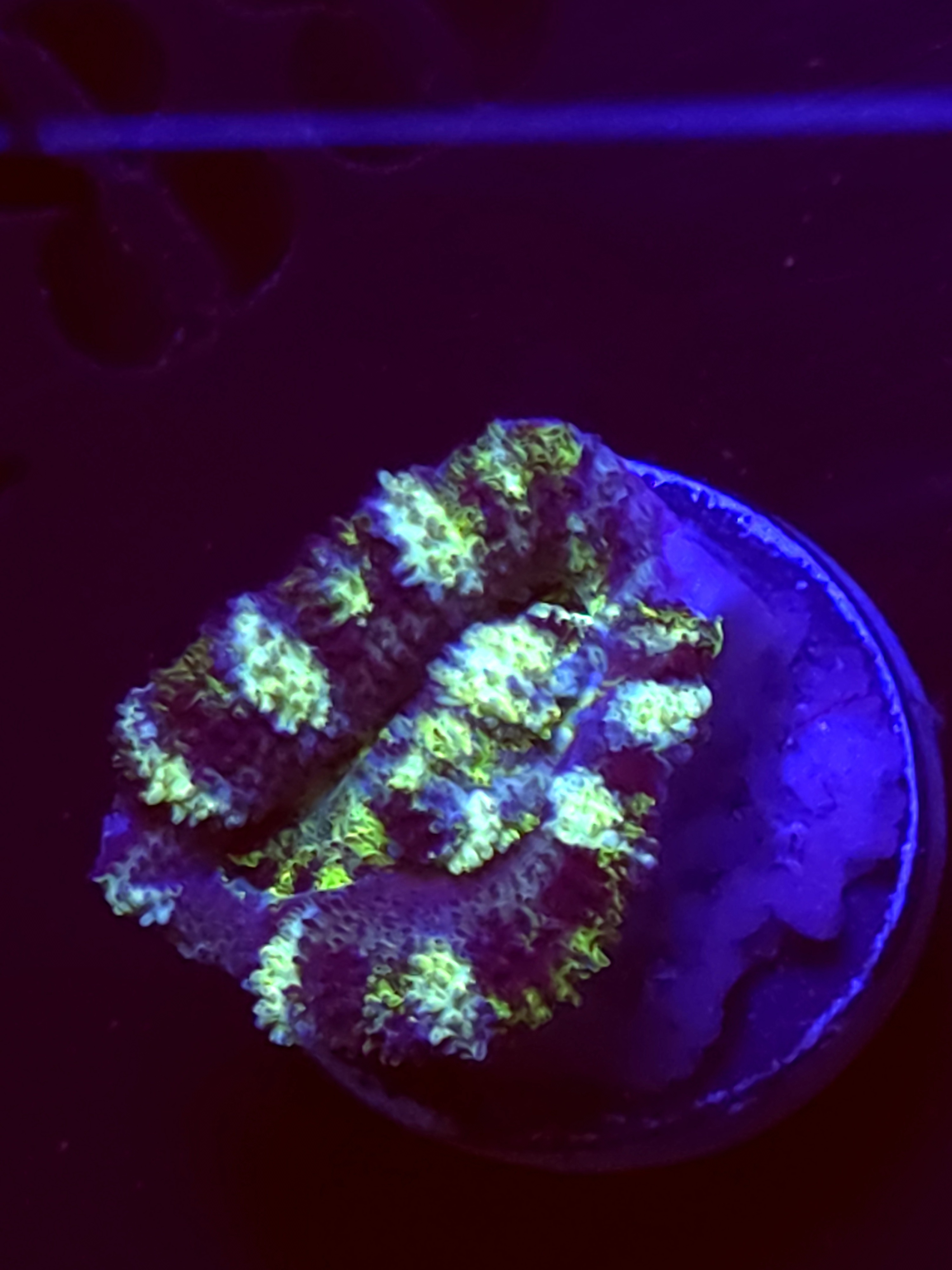 SBB "Mint Rose" Acan 1 Head