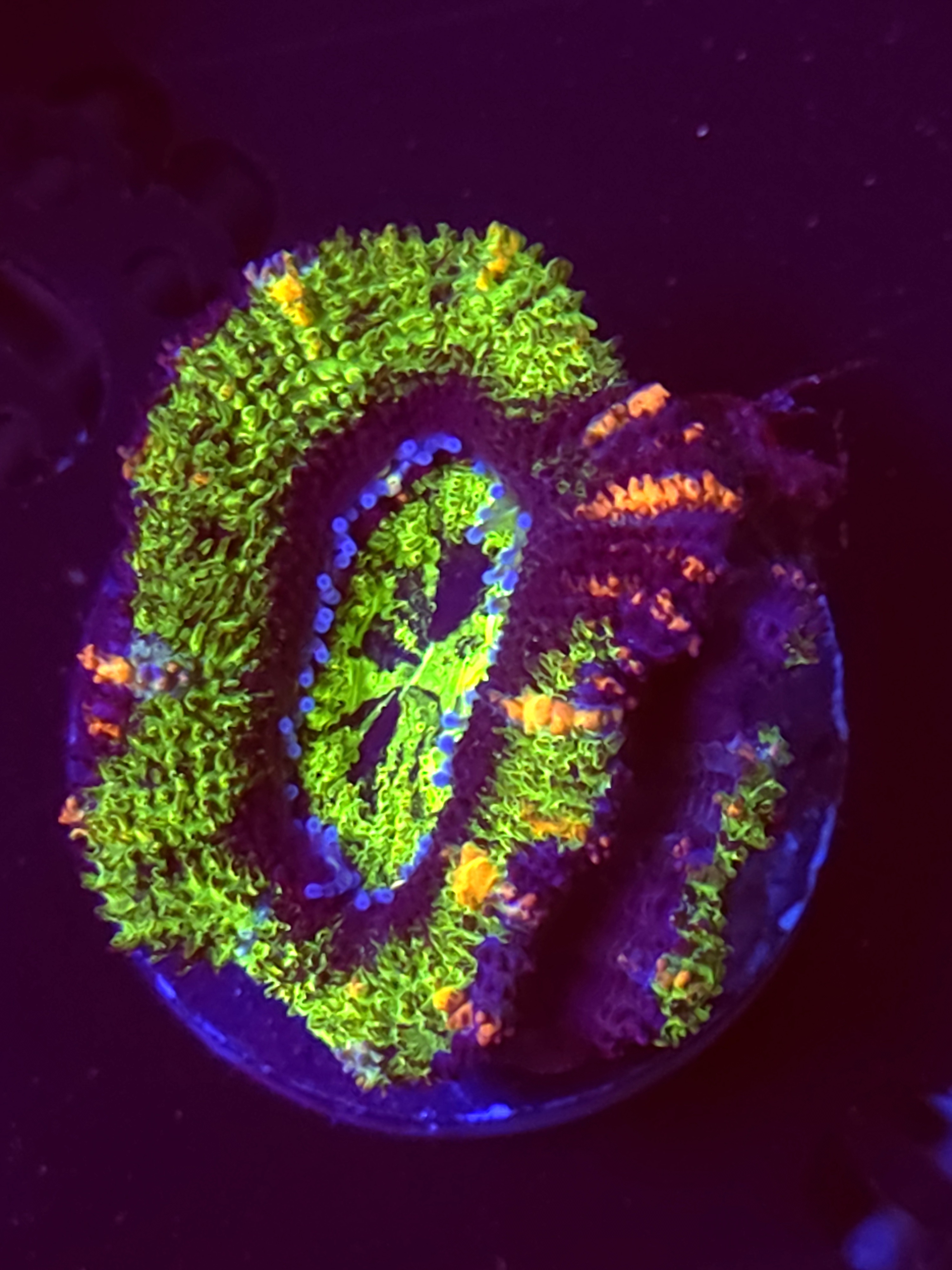 SBB "The Hulk" Acan 1+ Heads