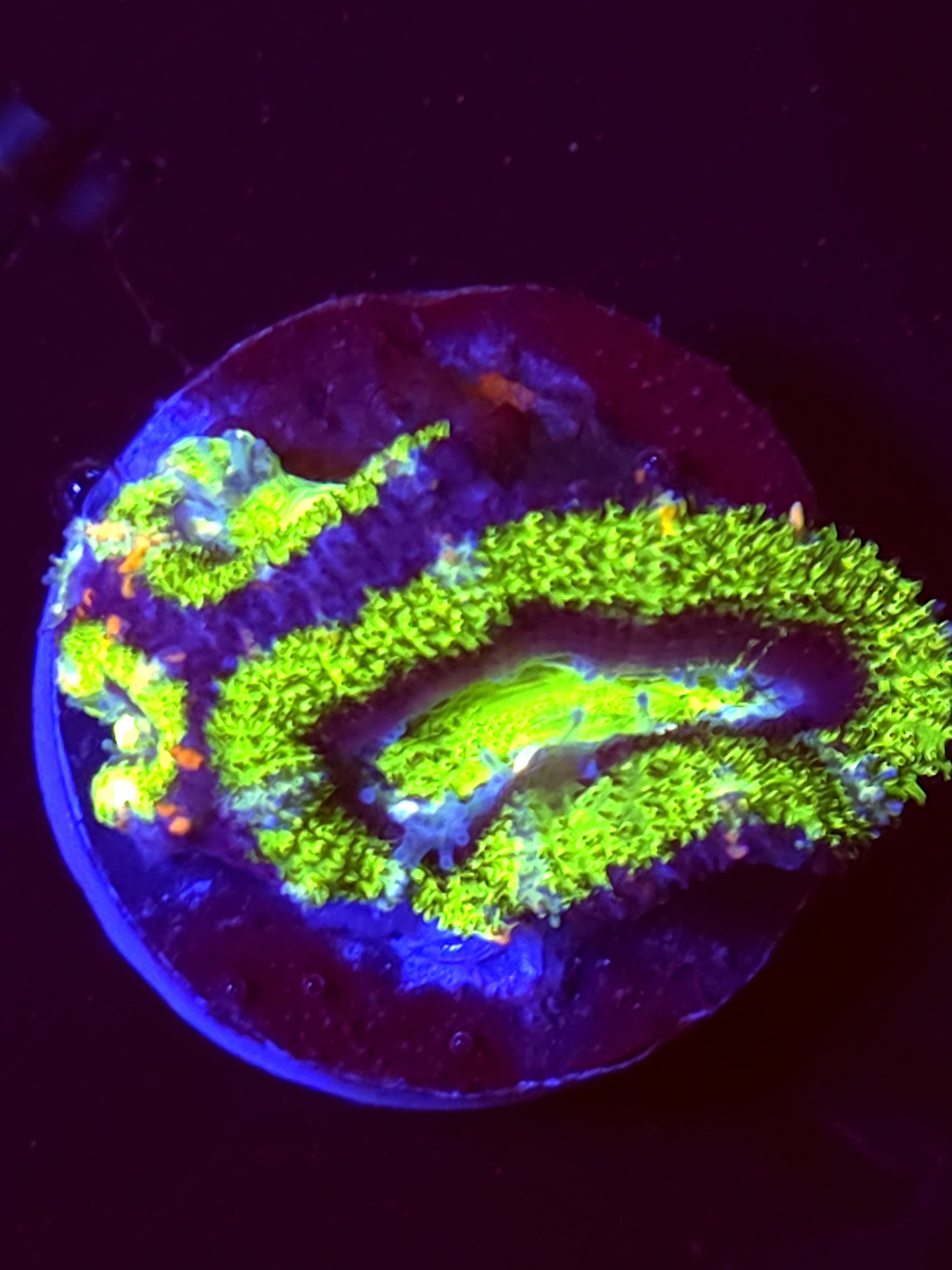SBB "The Hulk" Acan 2 Heads