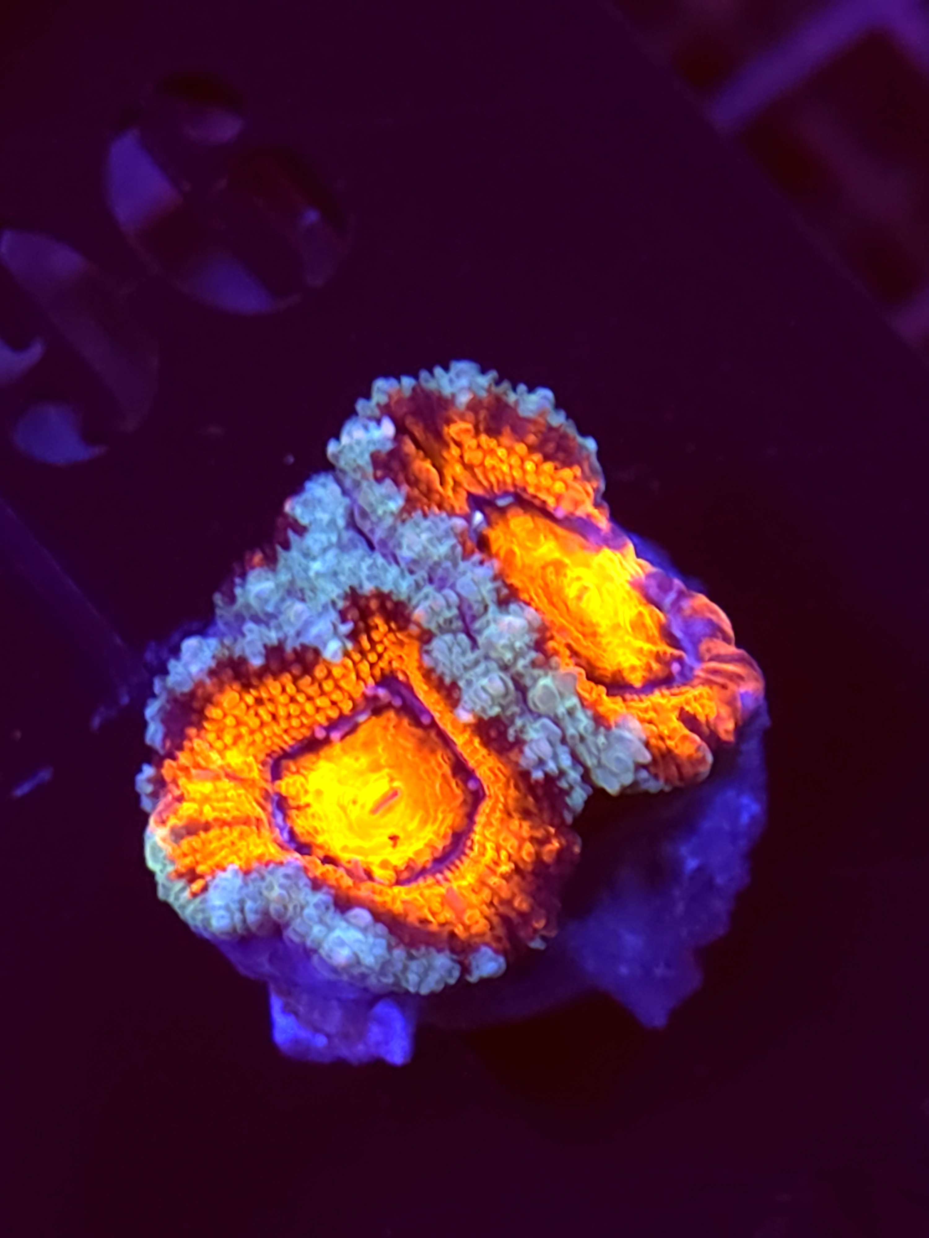 SBB "Sky Candy" Acan 2 Heads