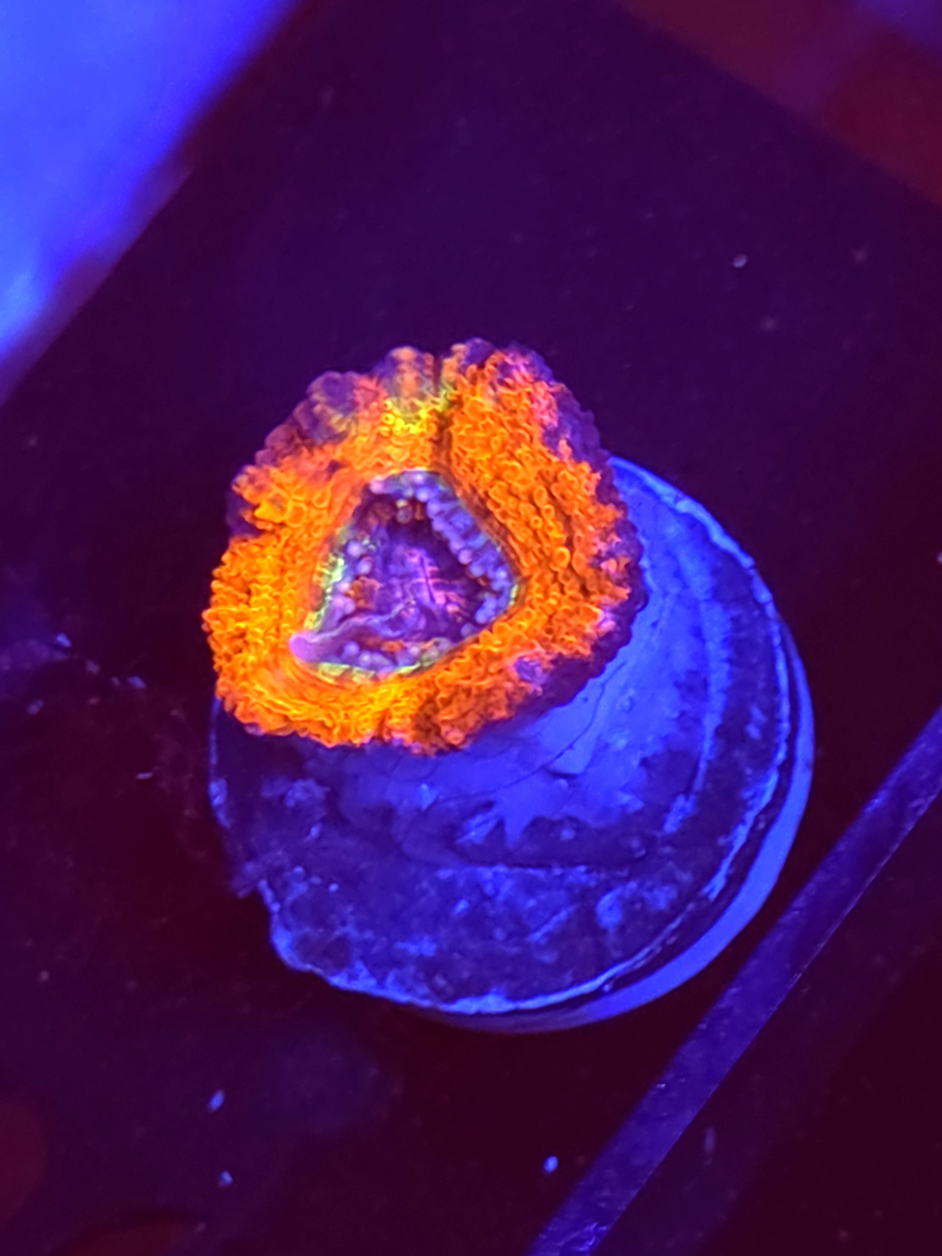 SBB "Crown Jewel" Acan 1 Head
