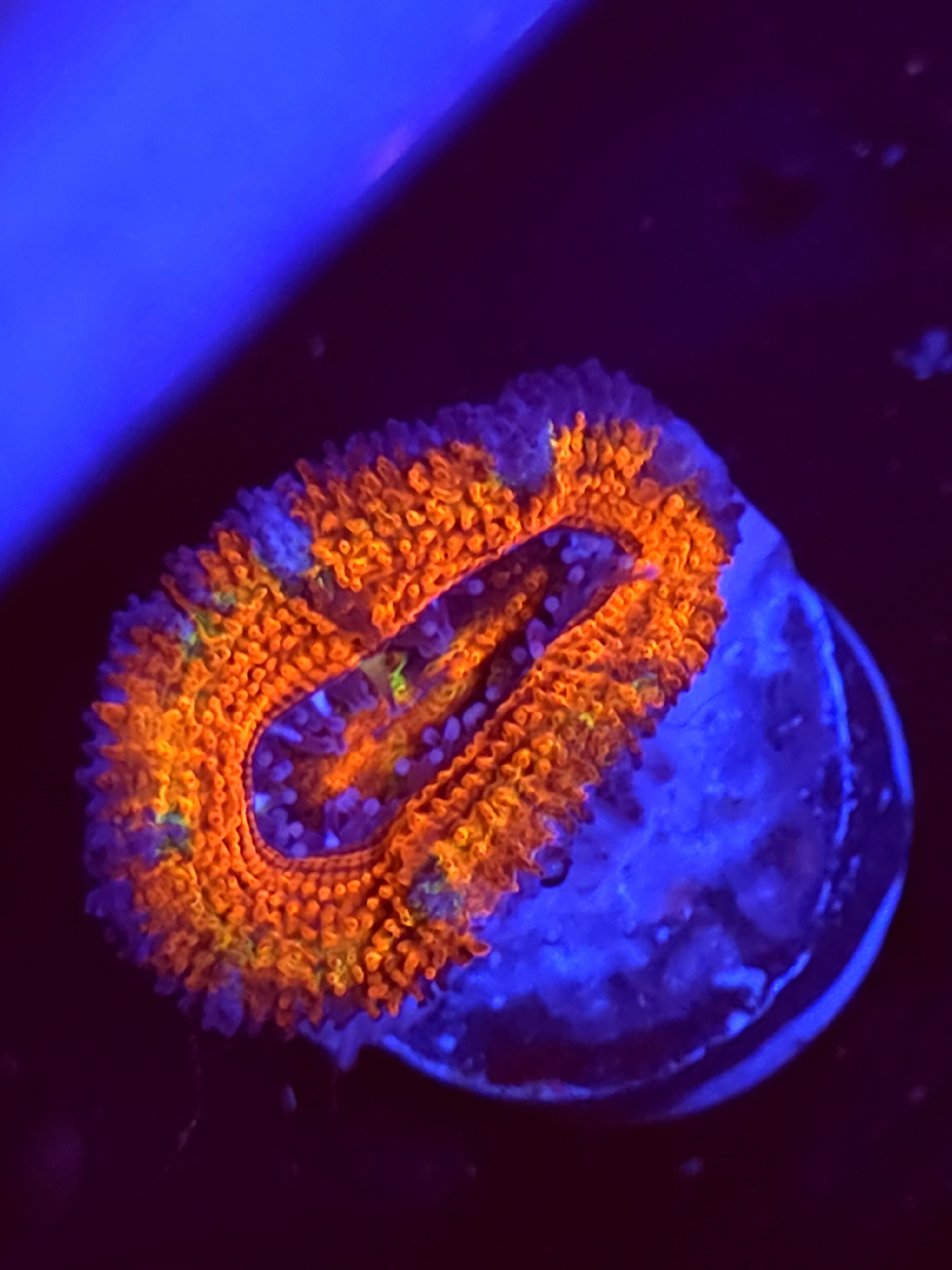 SBB "Lost Relic" Acan 1 Head