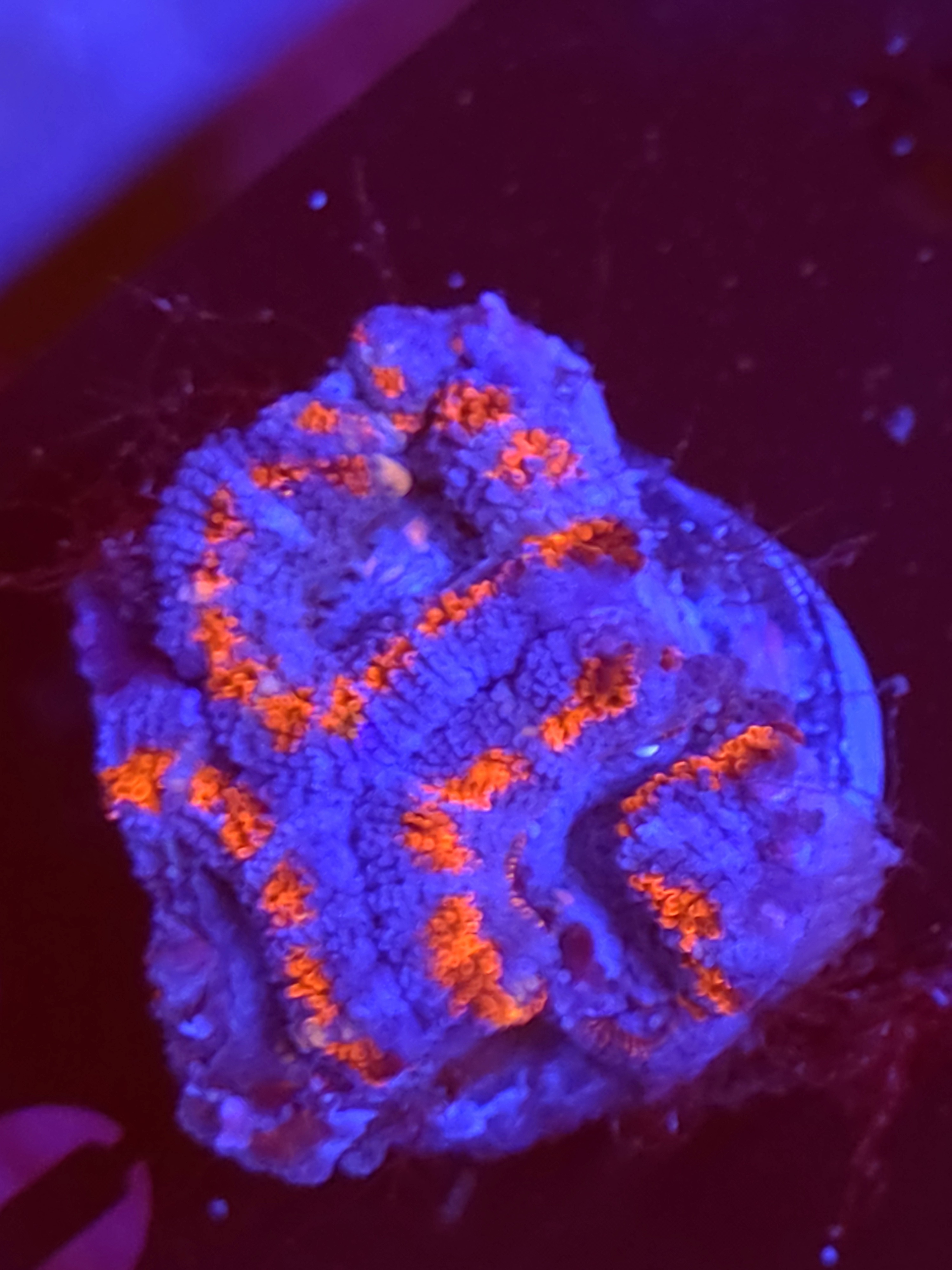 SBB "Neon Haze" Acan 3 Heads