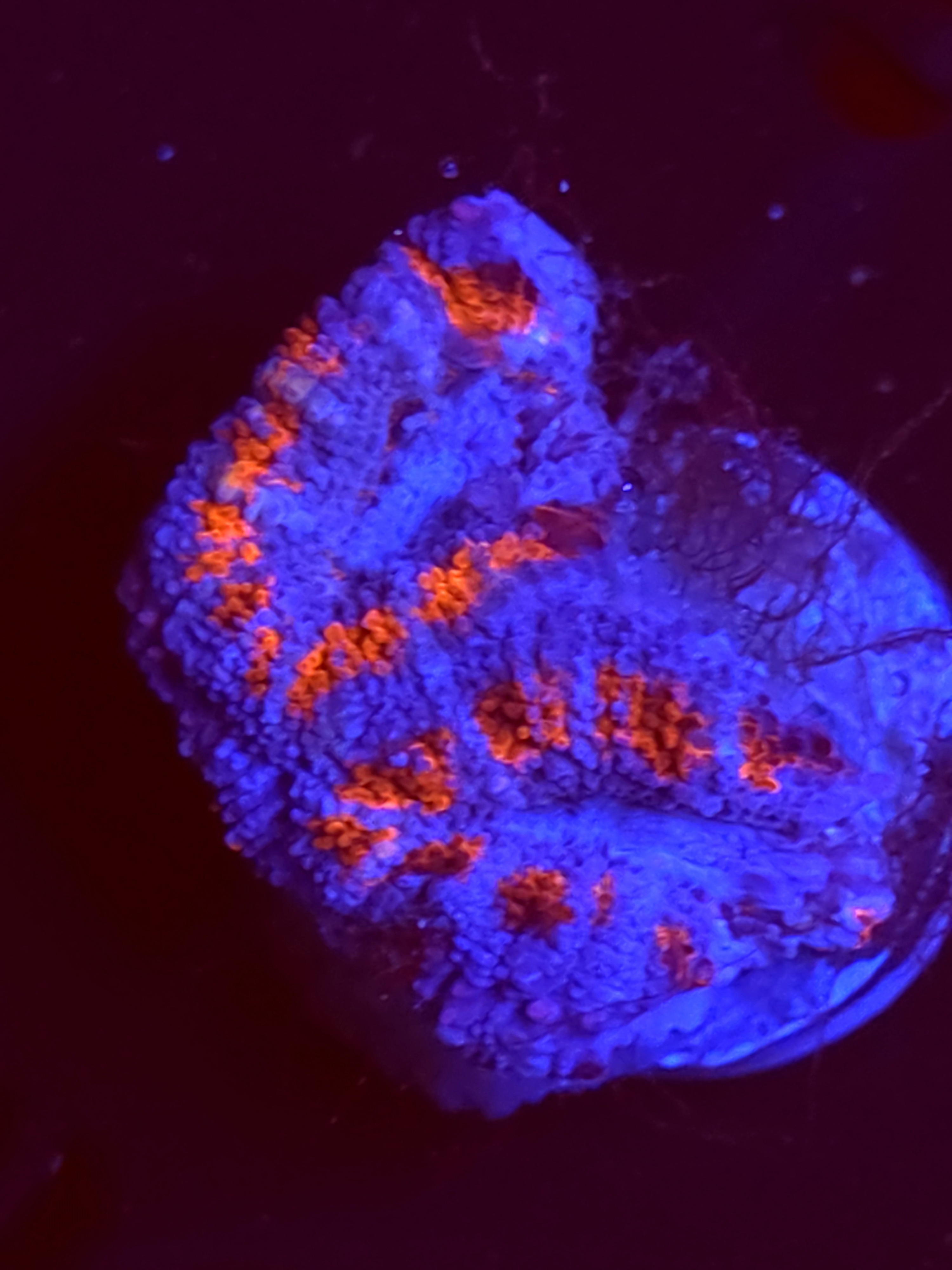 SBB "Neon Haze" Acan 2 Heads
