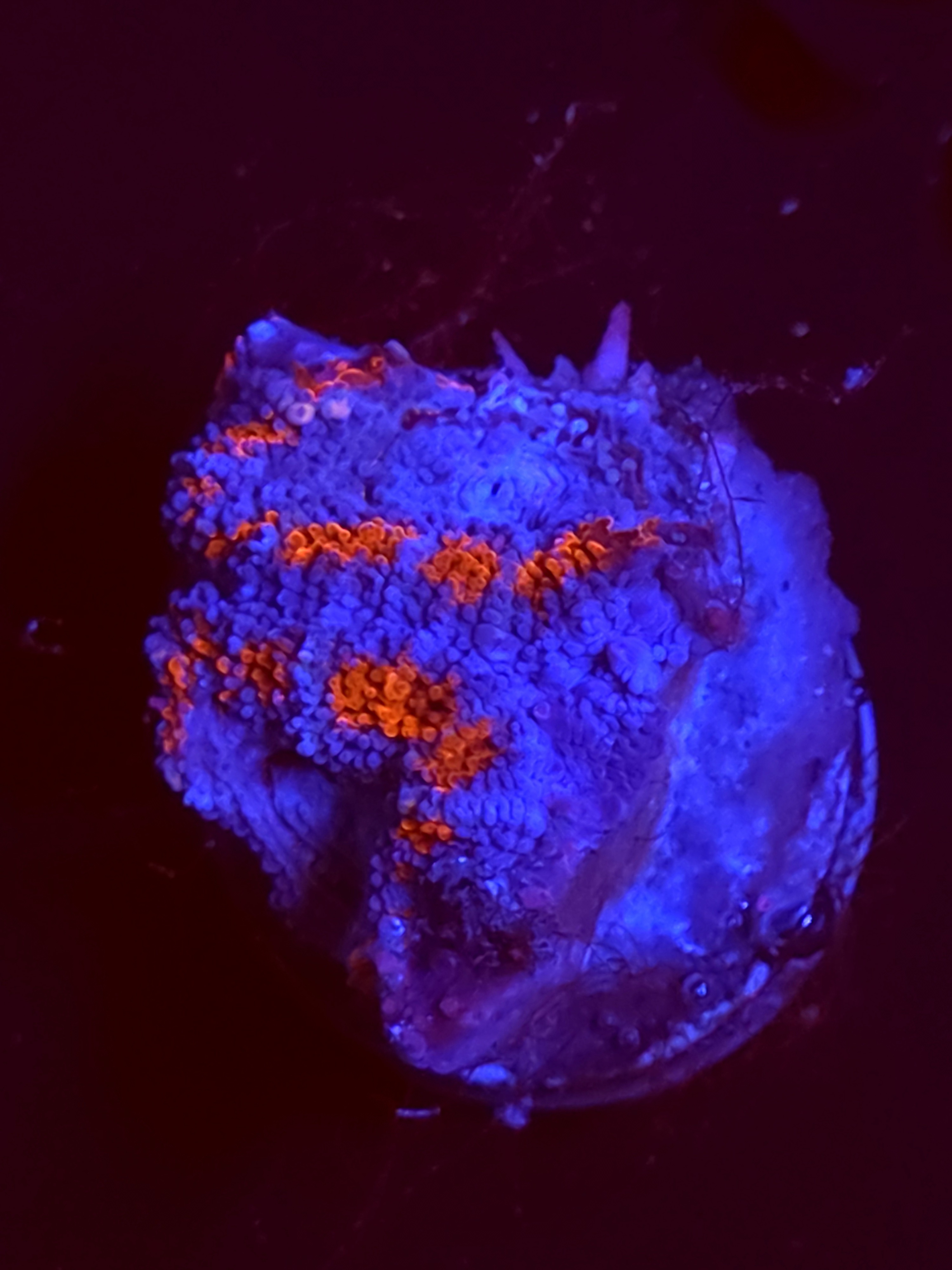 SBB "Neon Haze" Acan 2 Heads