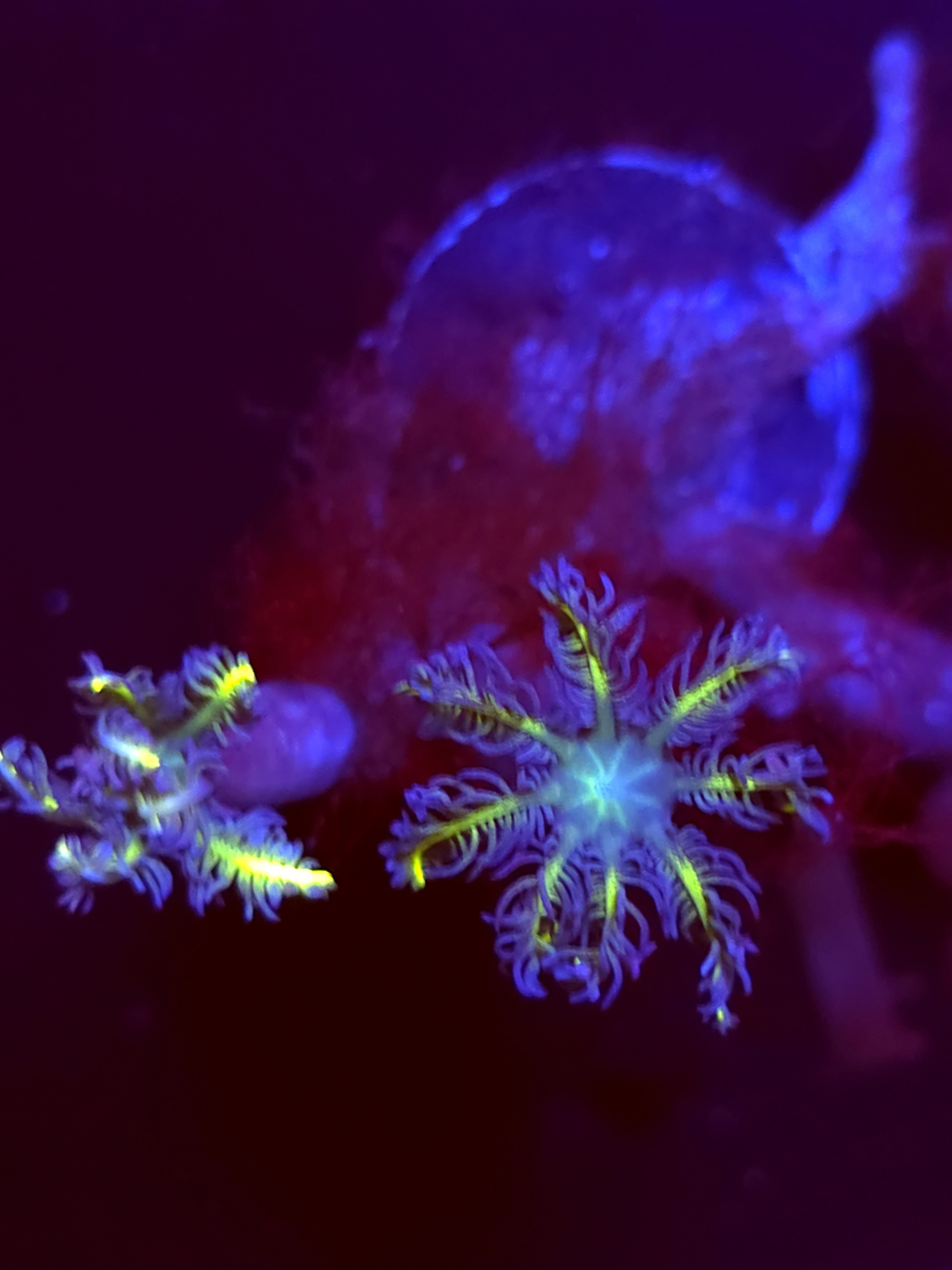 SBB "Mystery Signature" Cloves 2 Polyps