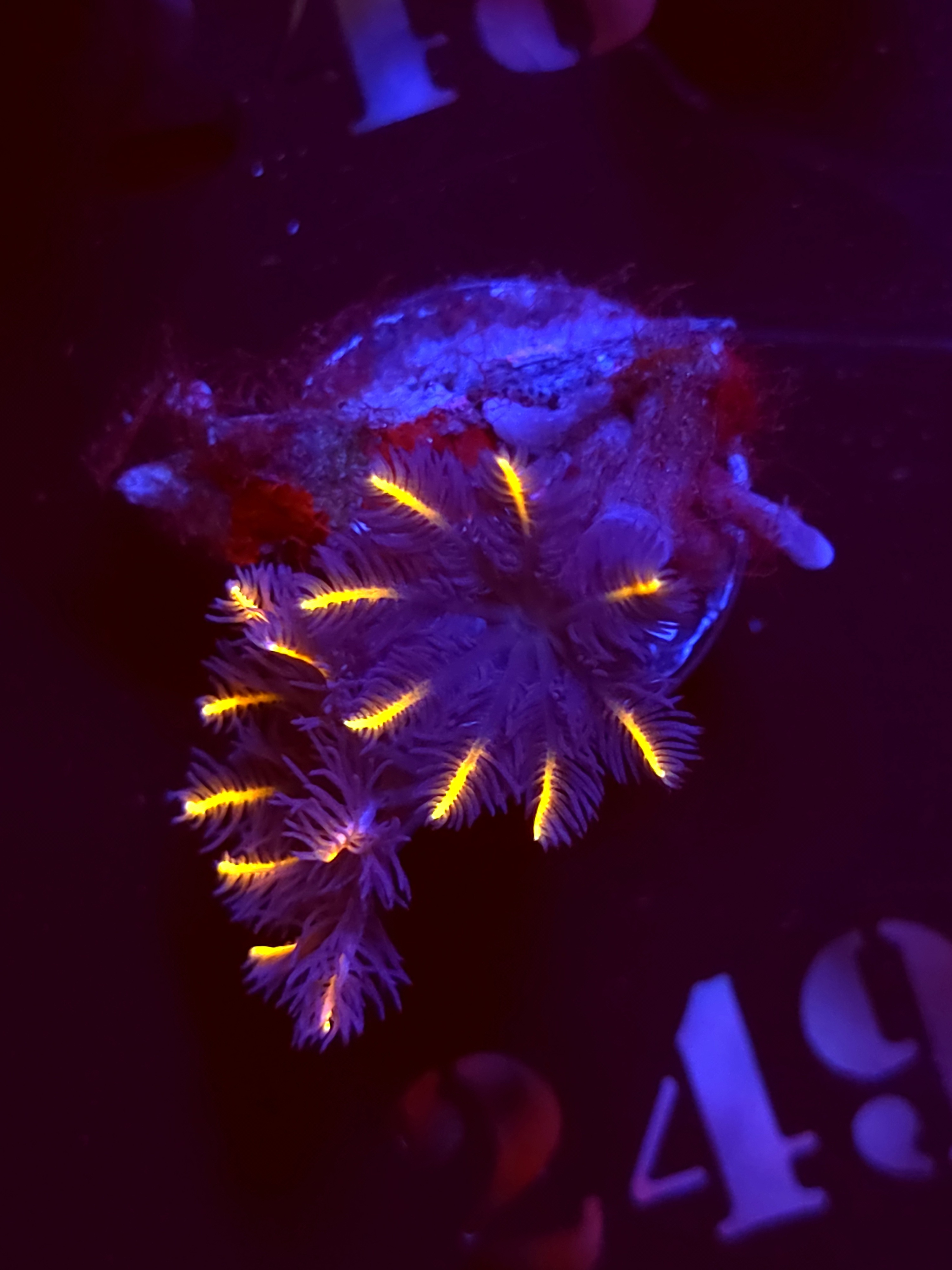 SBB "Fireworks" Cloves 2 Polyps