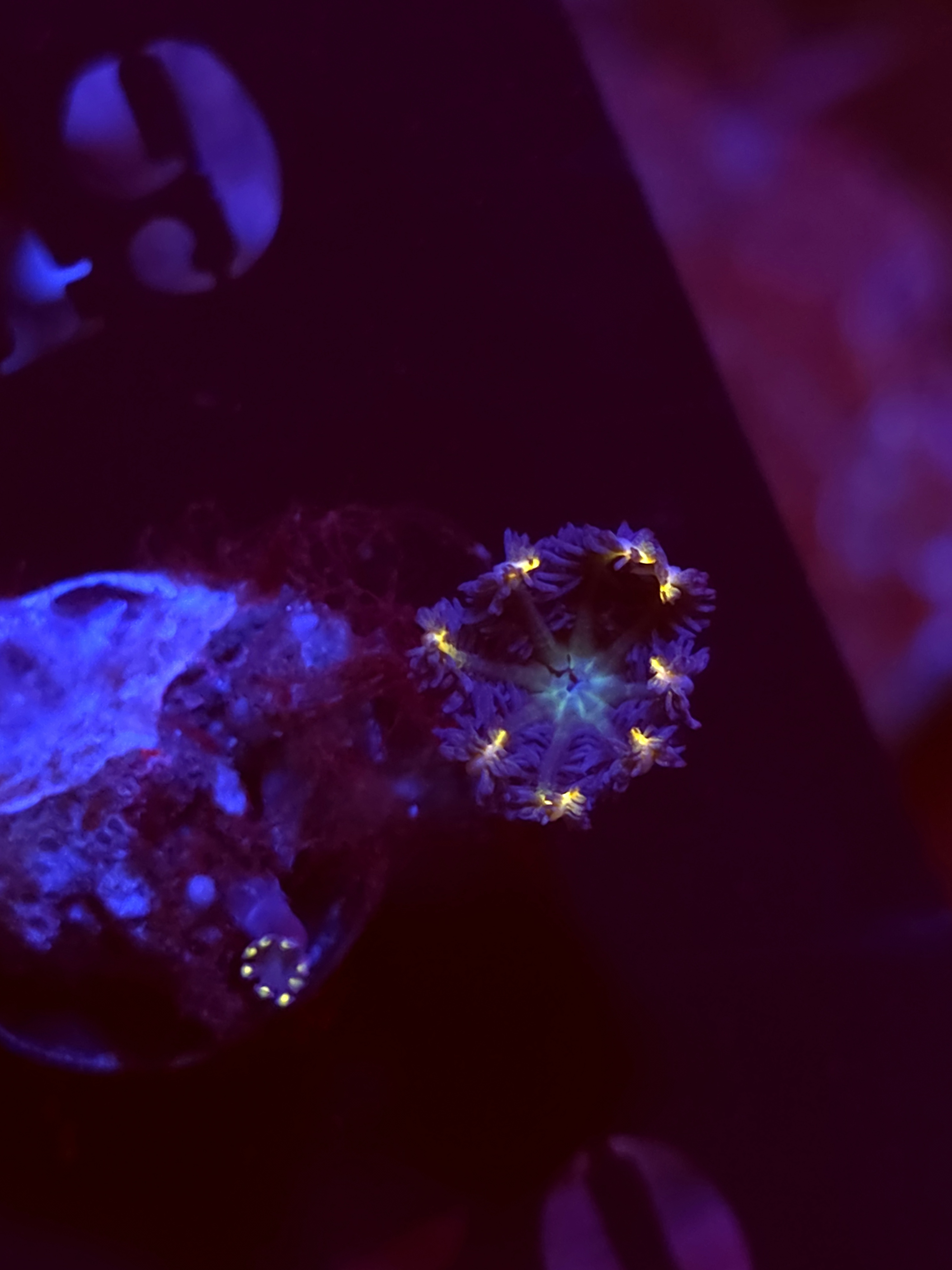 SBB "Fireworks" Cloves 1 Polyps