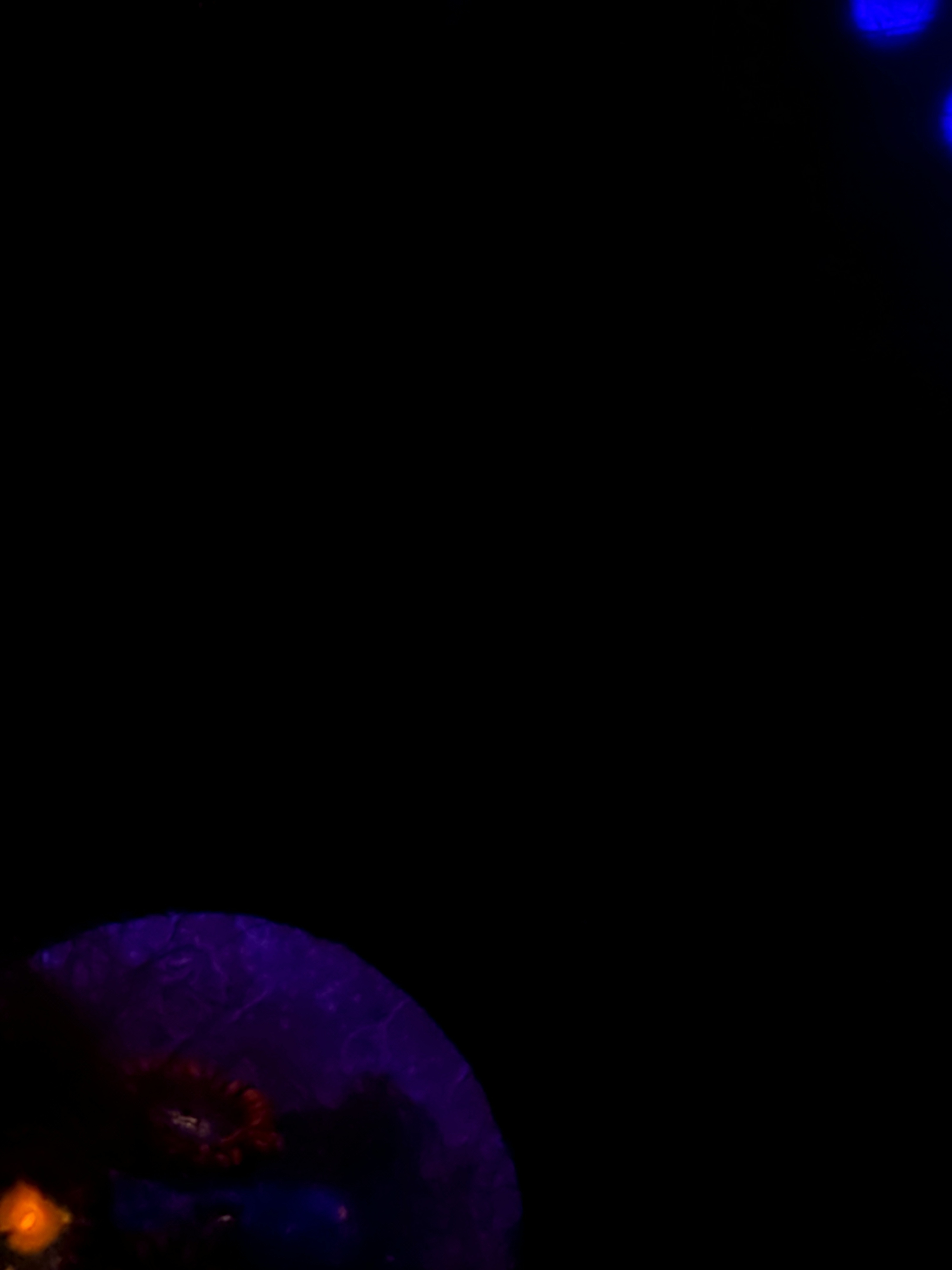SBB "No Name" Zoas 5 Polyps
