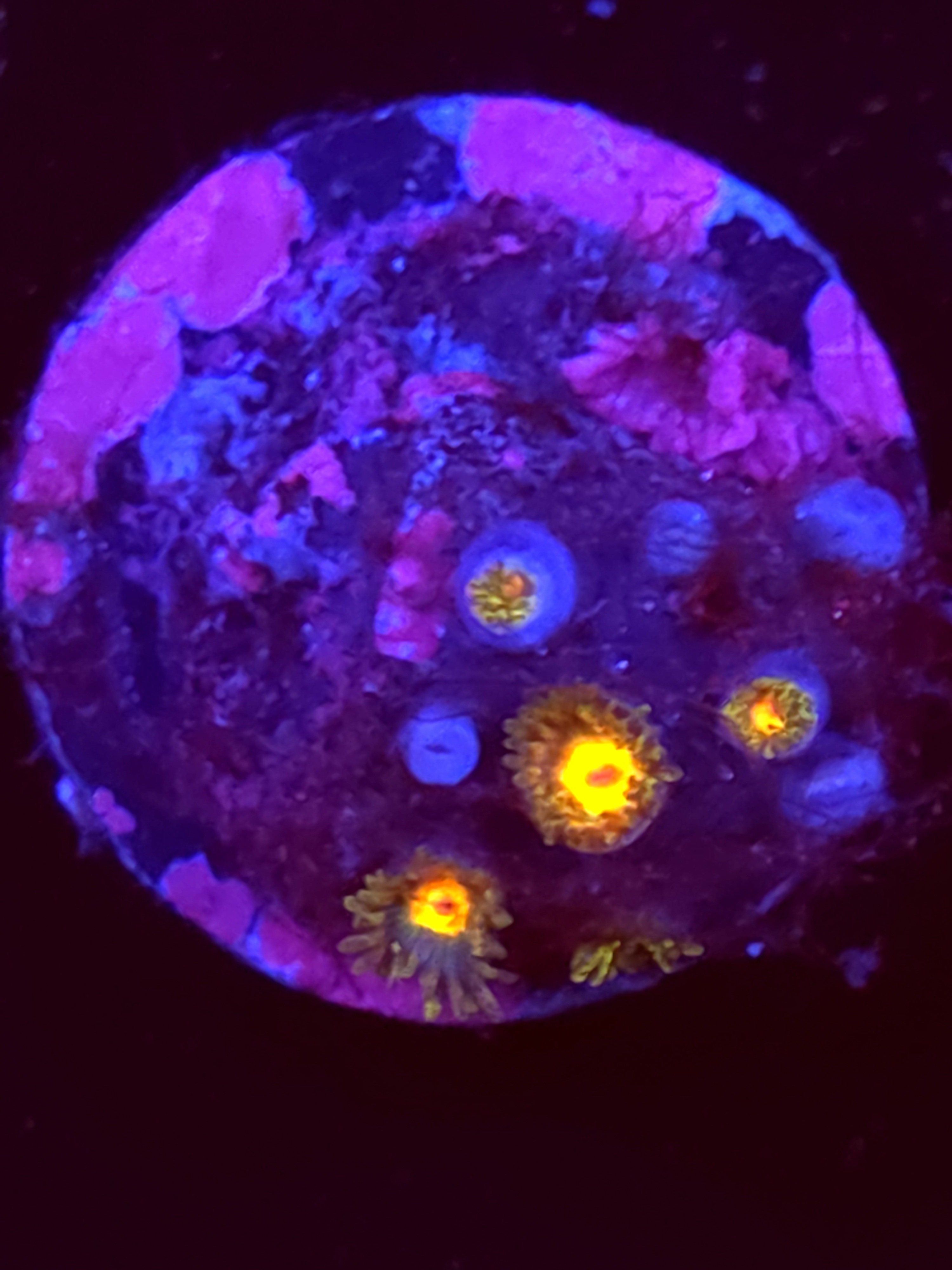 SBB "No Name" Zoas Mini Colony