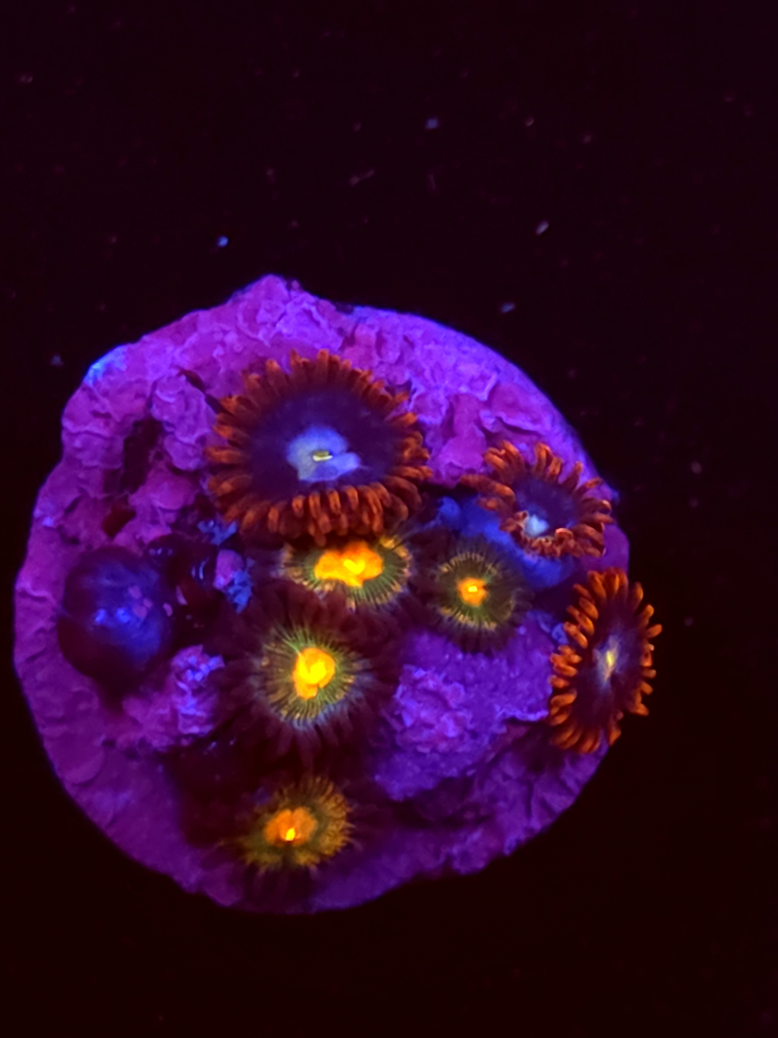 SBB "No Name" Zoas 4 Polyps