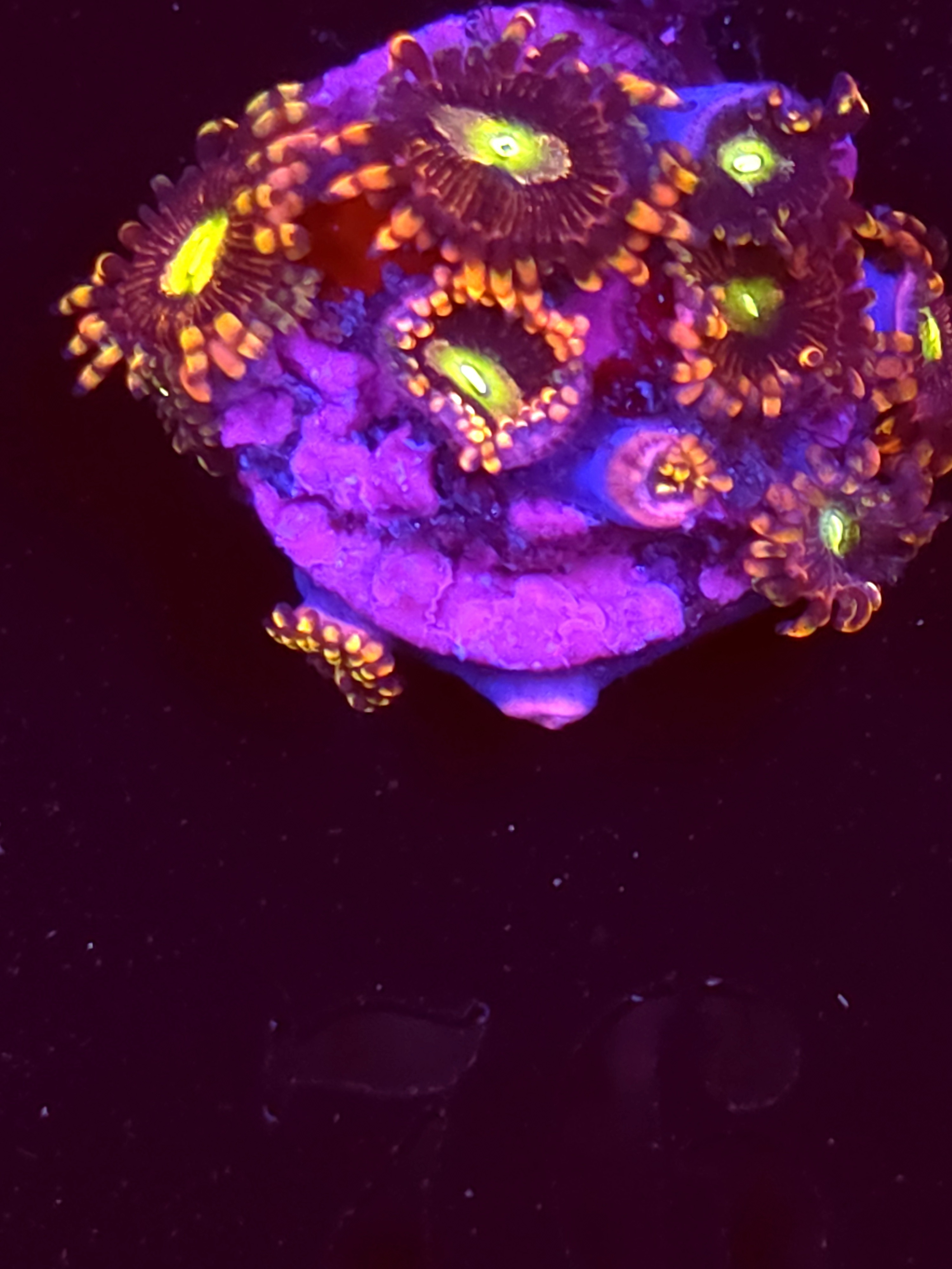 SBB "No Name" Zoas 5+ Polyps