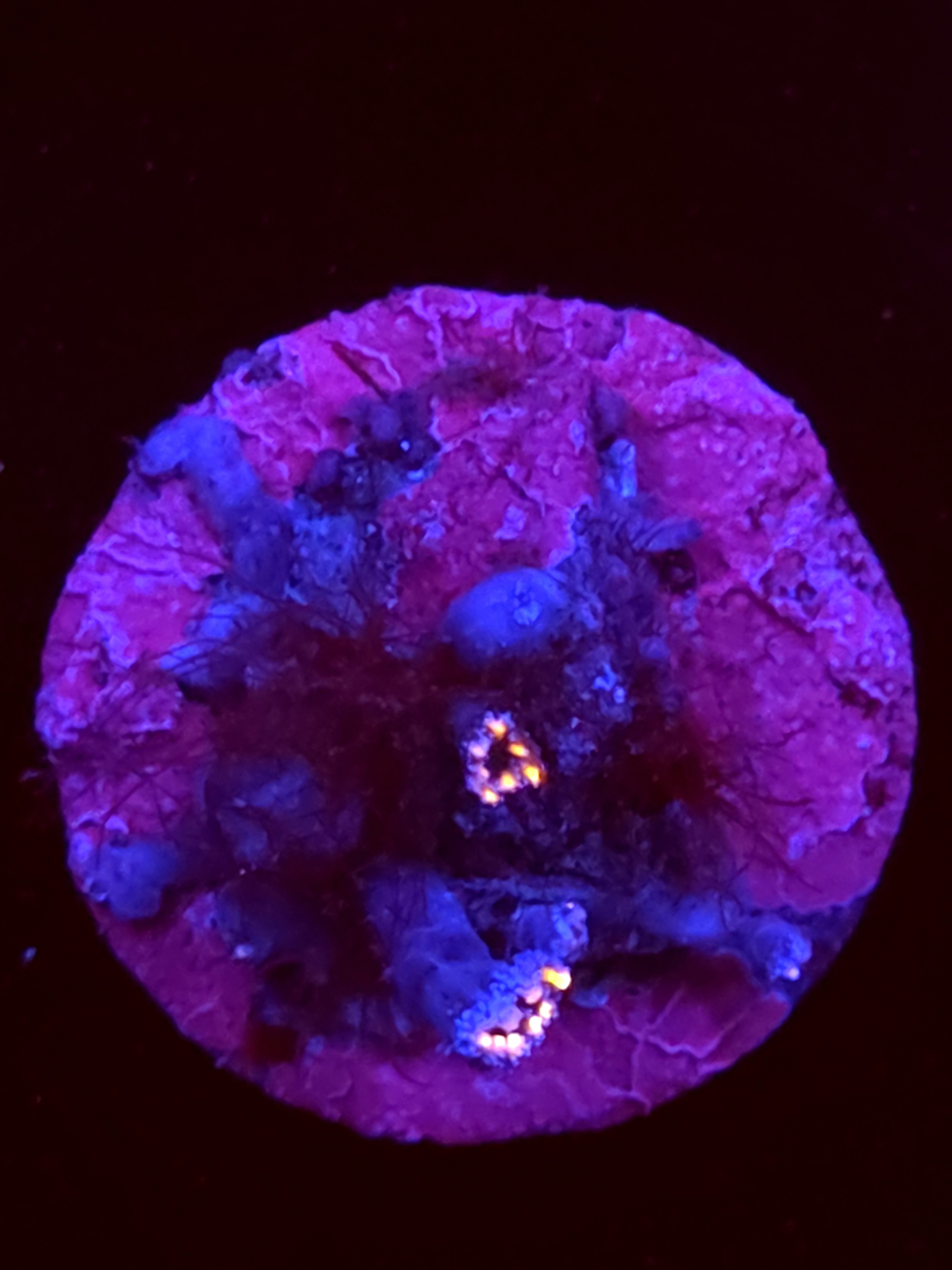SBB "No Name" Zoas 2 Polyps