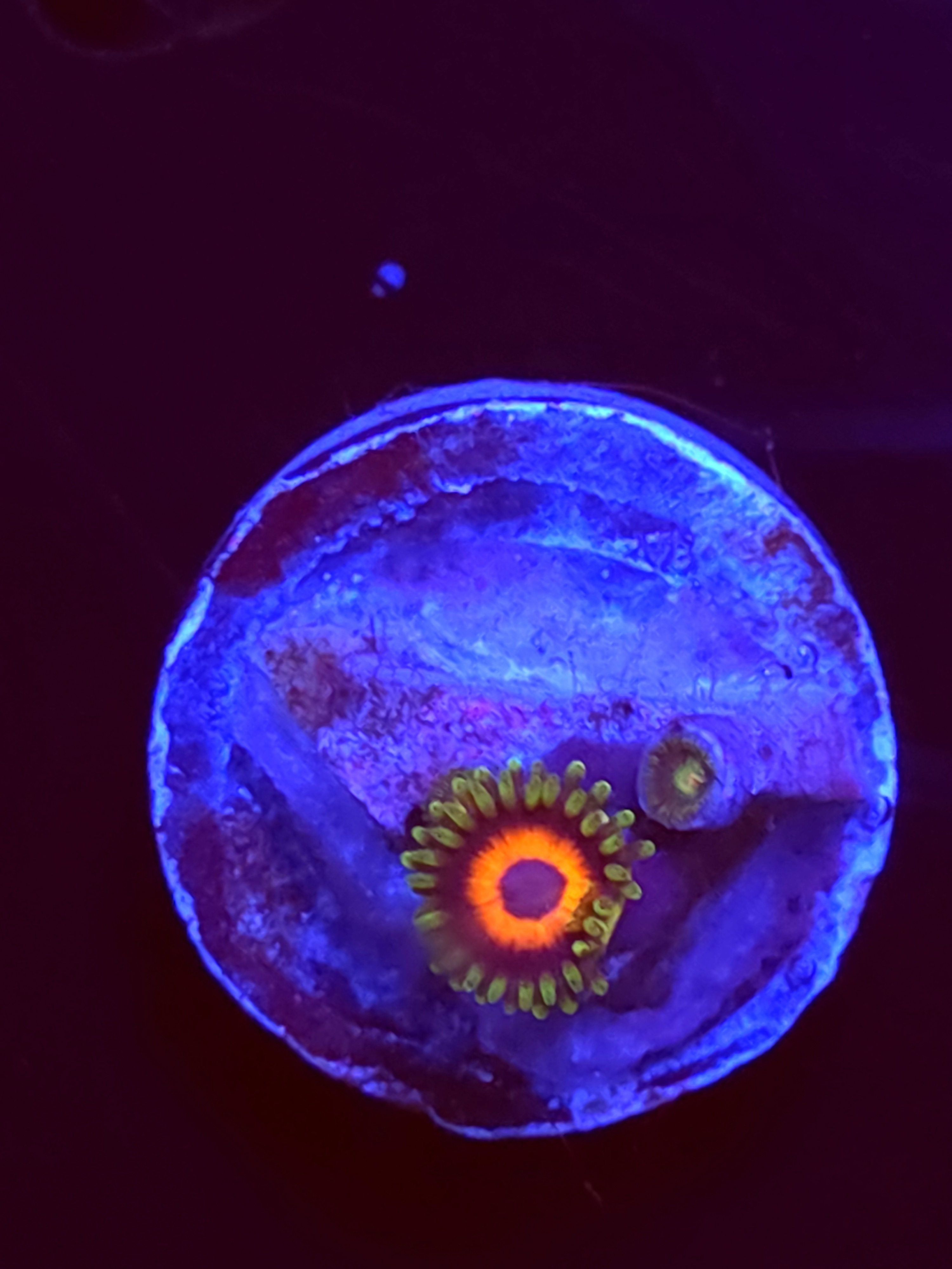 SBB "No Name" Zoas 1 Polyp