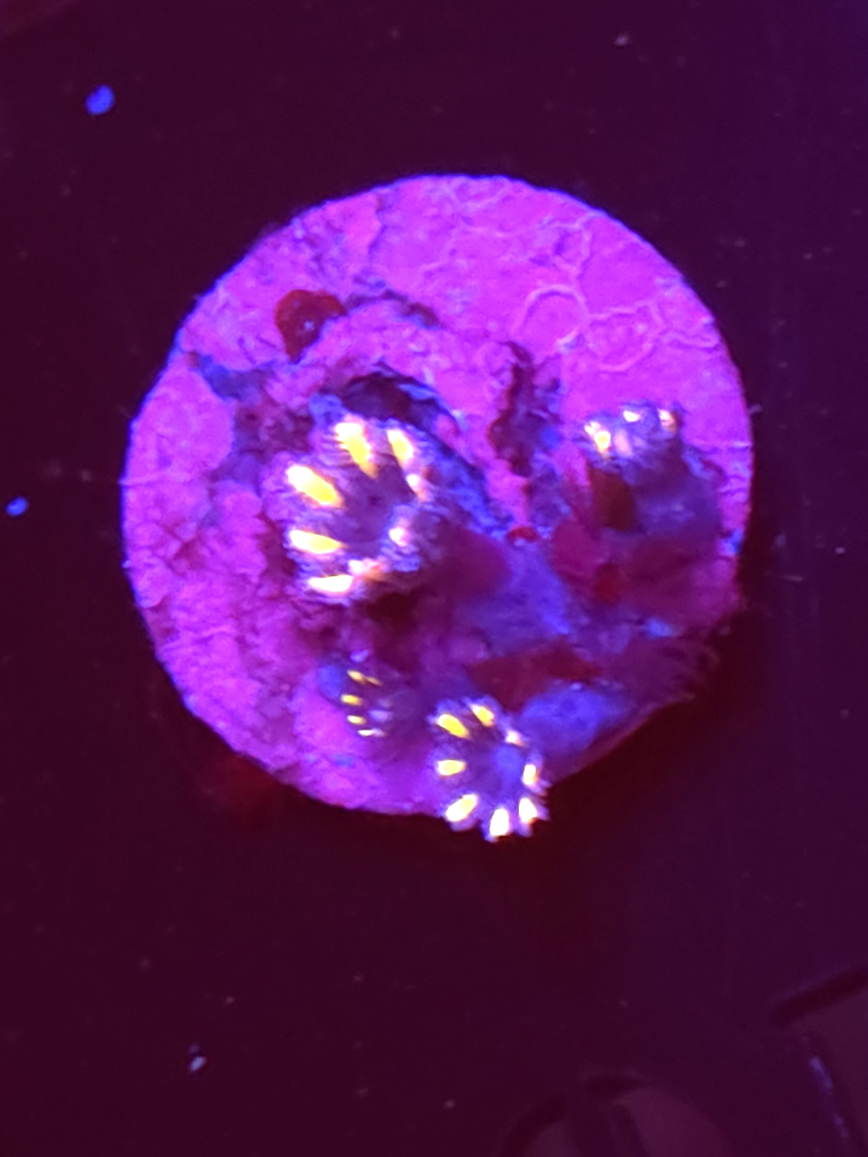SBB "No Name" Zoas 1 Polyp